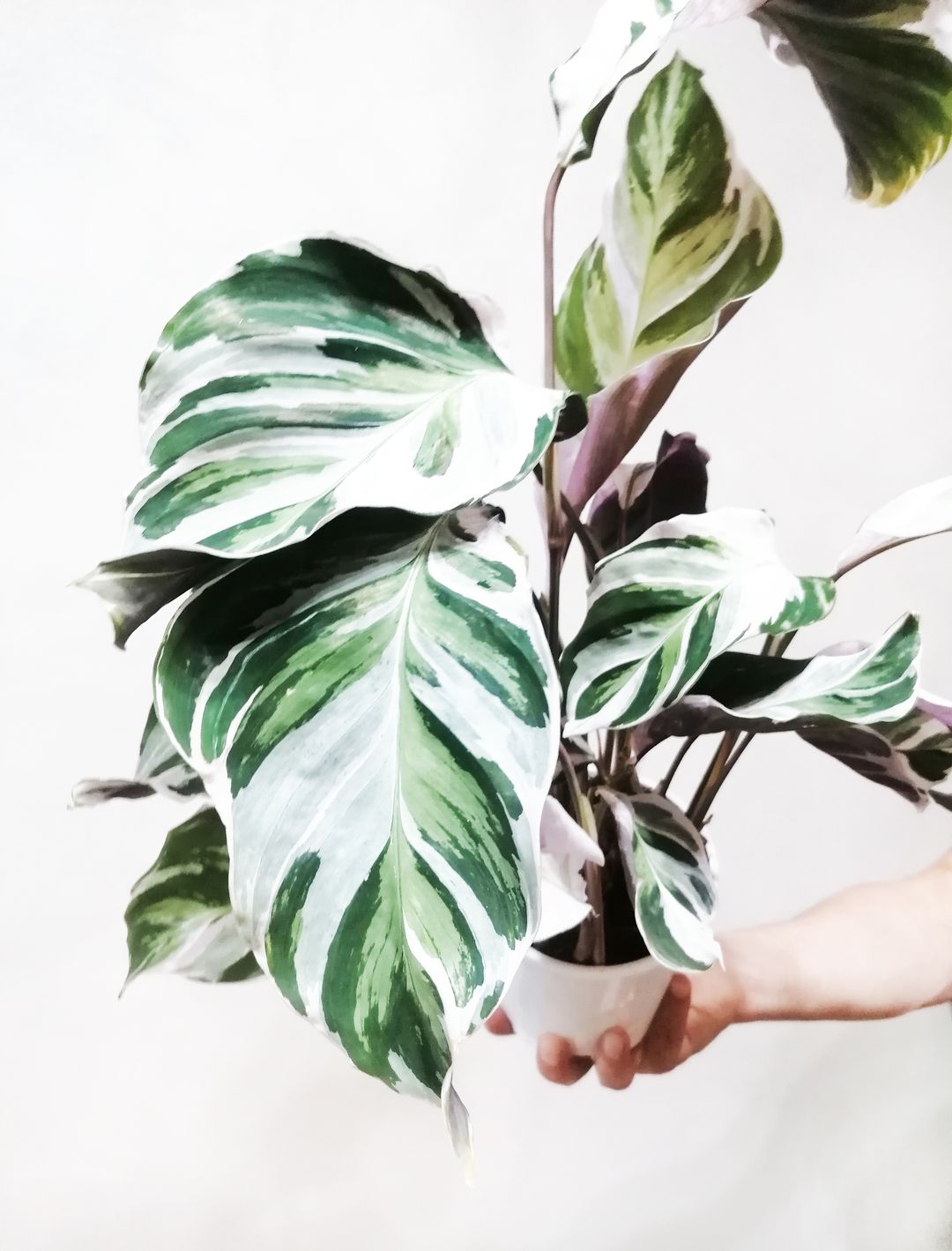 CalatheaFusionWhite-1