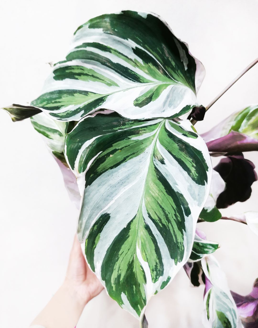 CalatheaFusionWhite-2
