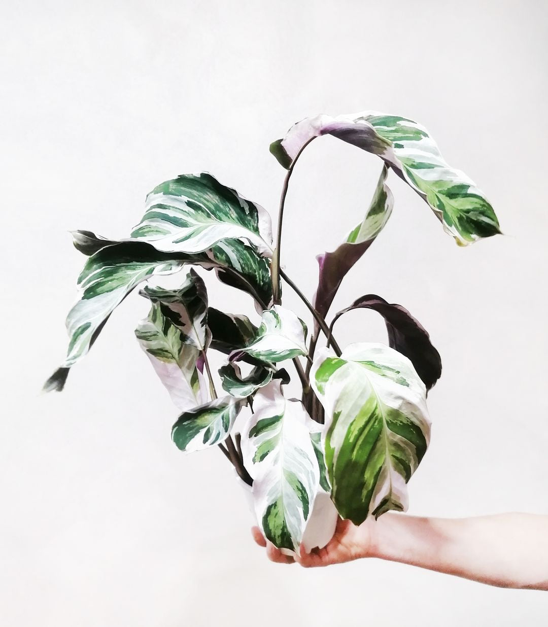 CalatheaFusionWhite-3
