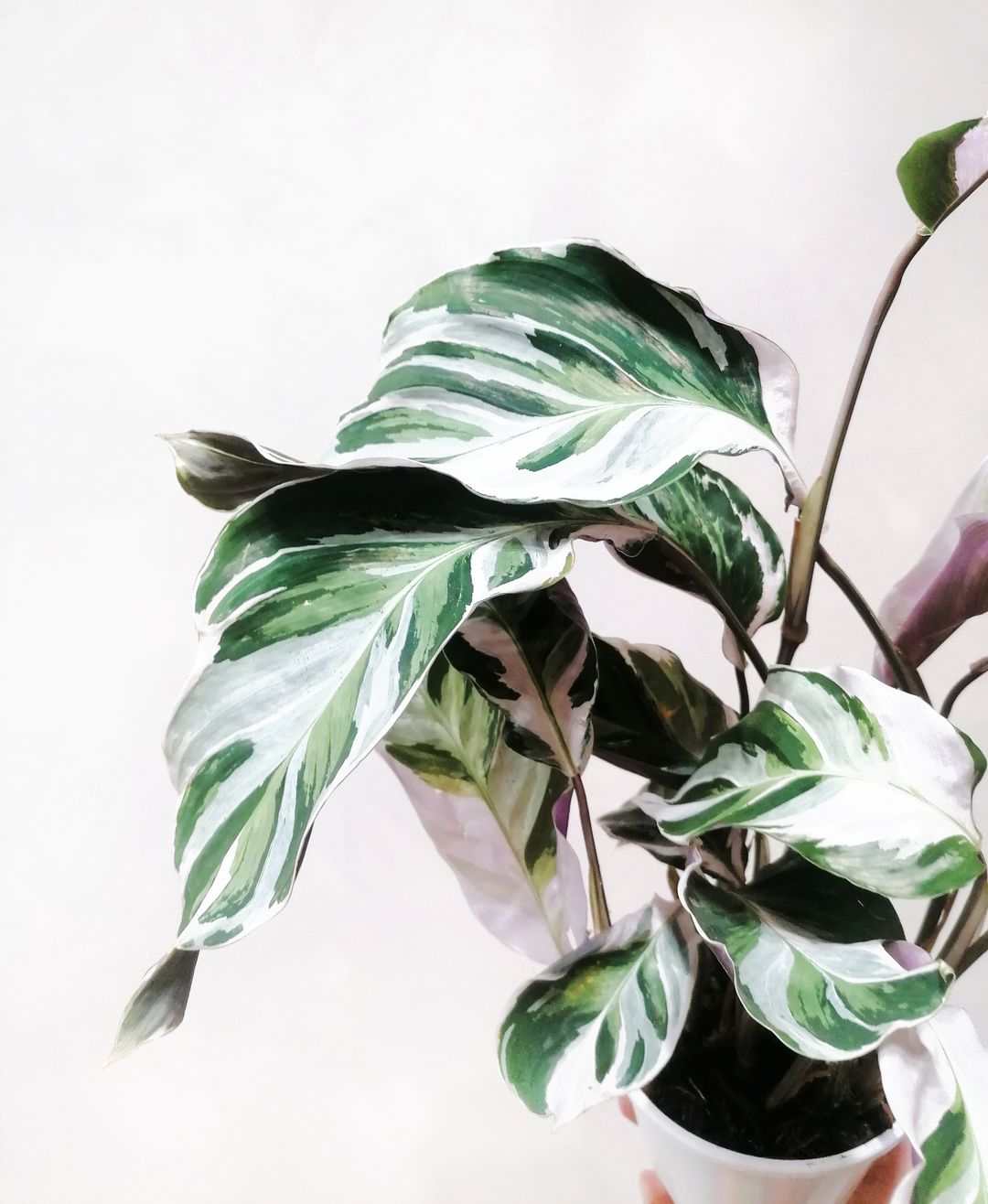 CalatheaFusionWhite-4