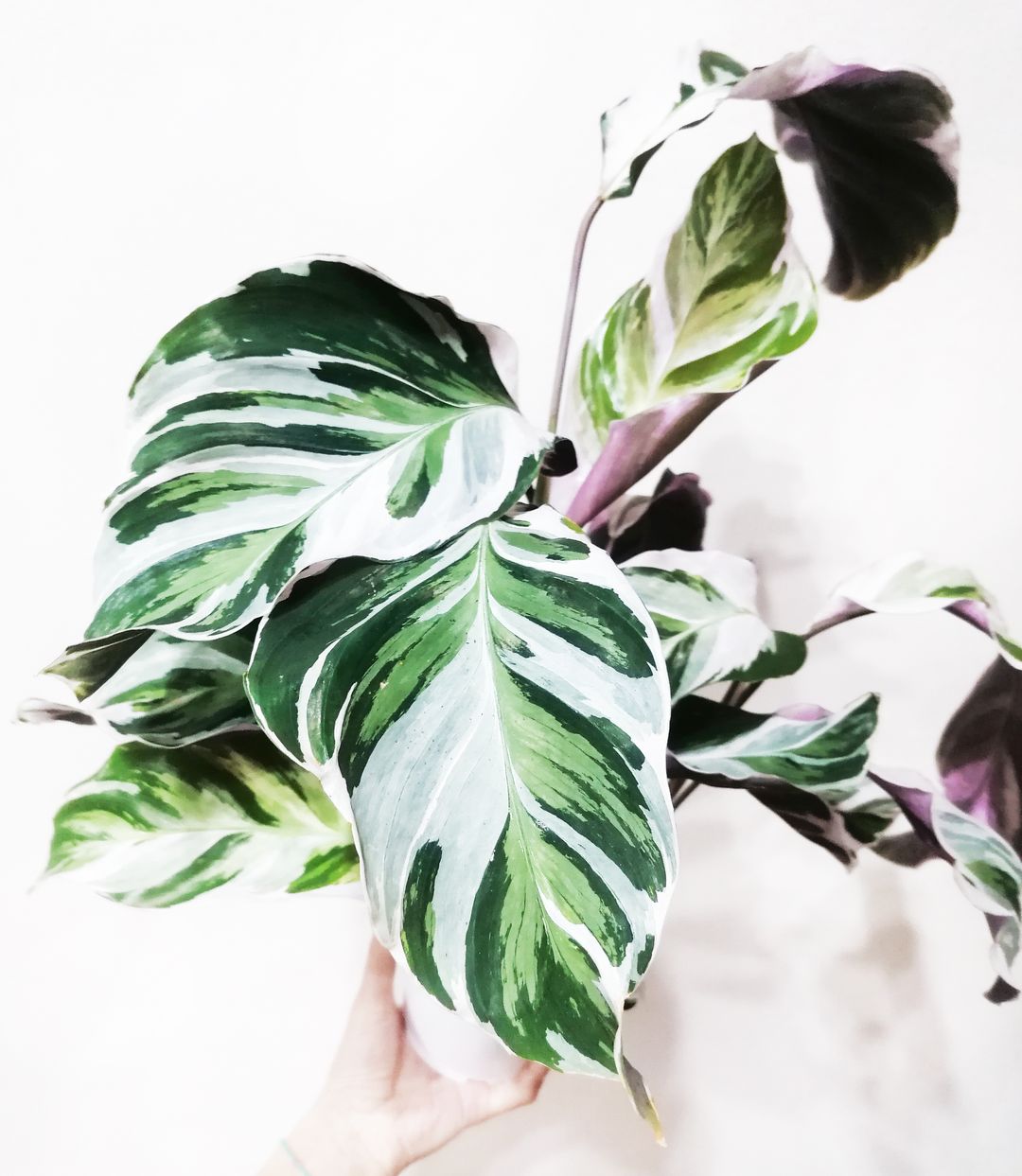 CalatheaFusionWhite-5