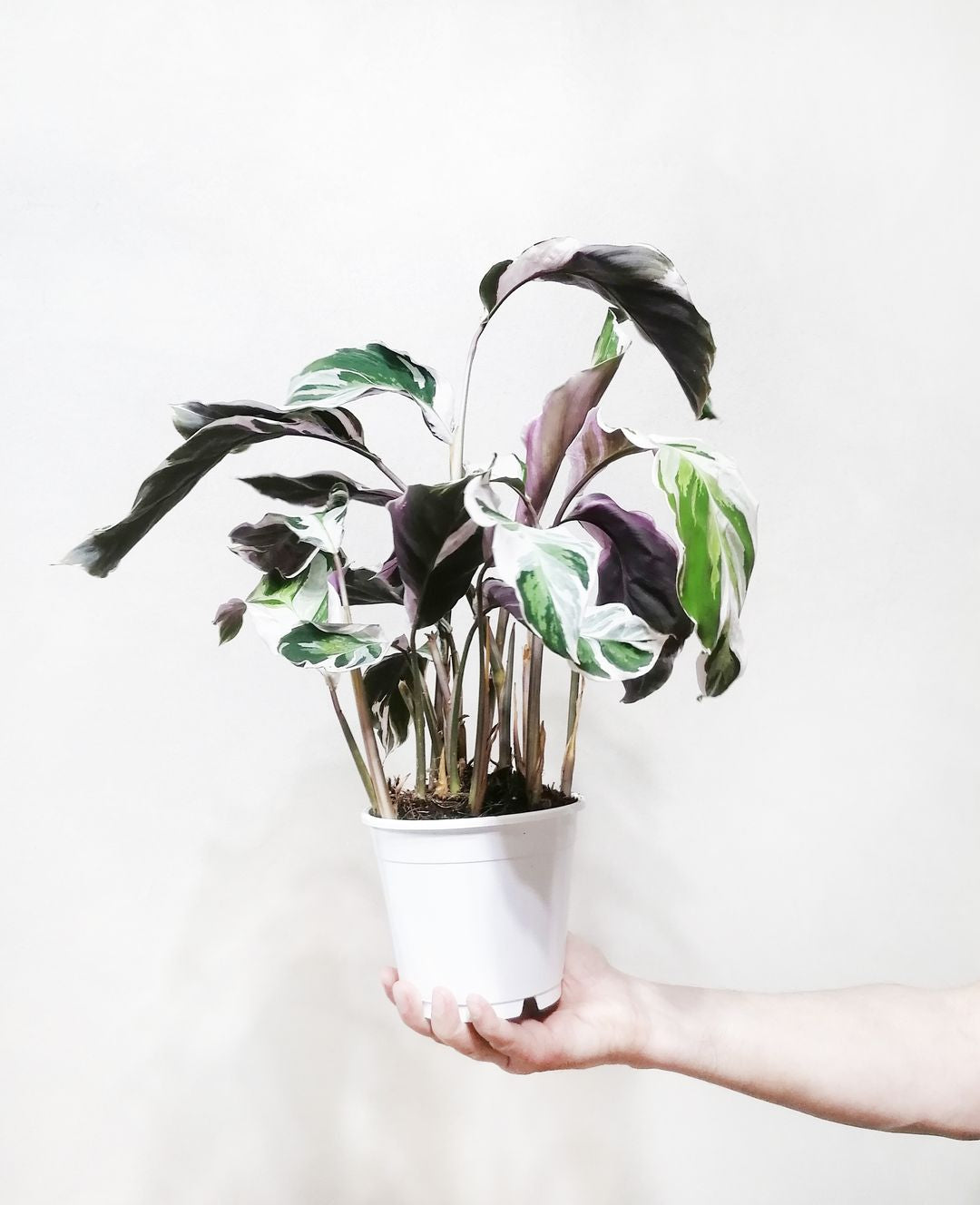 CalatheaFusionWhite-6