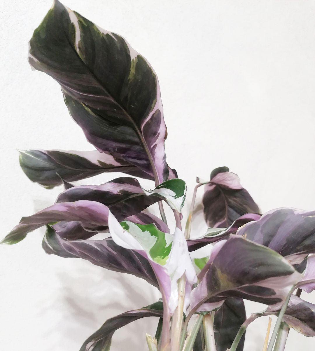 CalatheaFusionWhite-7