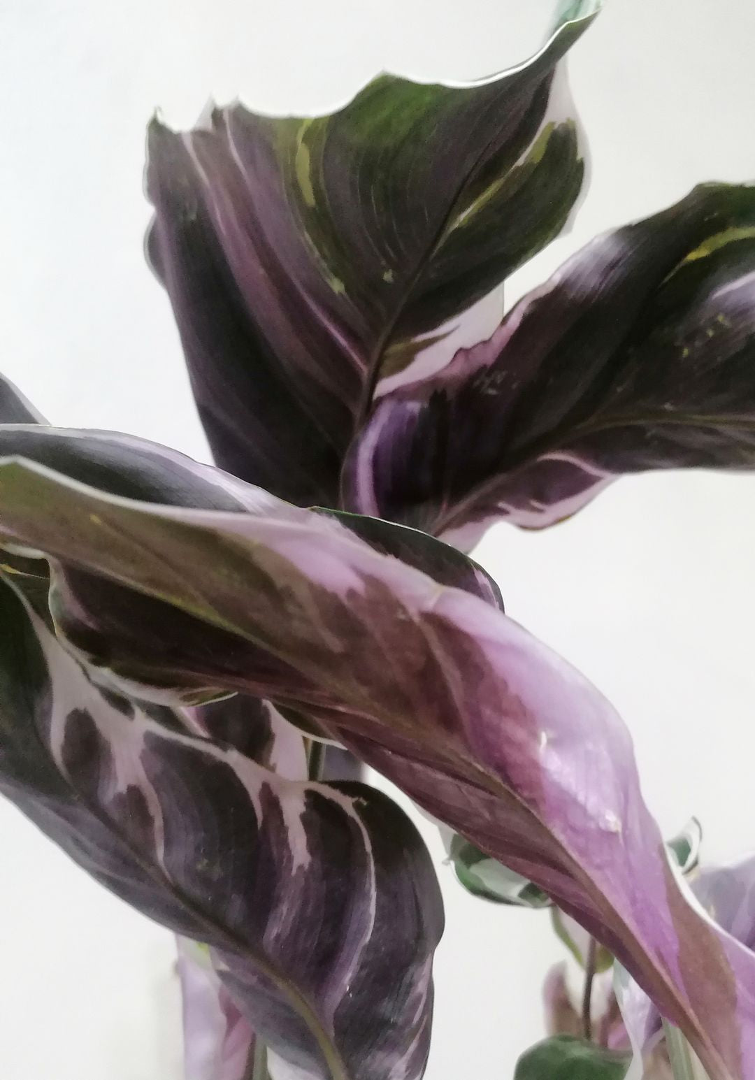 CalatheaFusionWhite-8