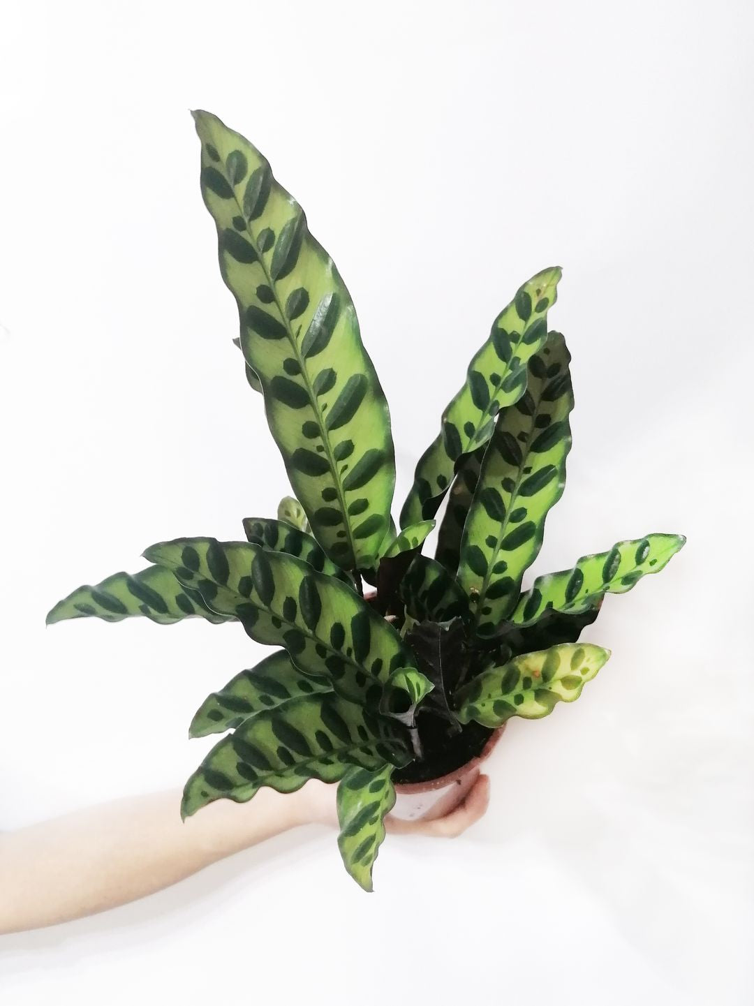 CalatheaLancifolia -1