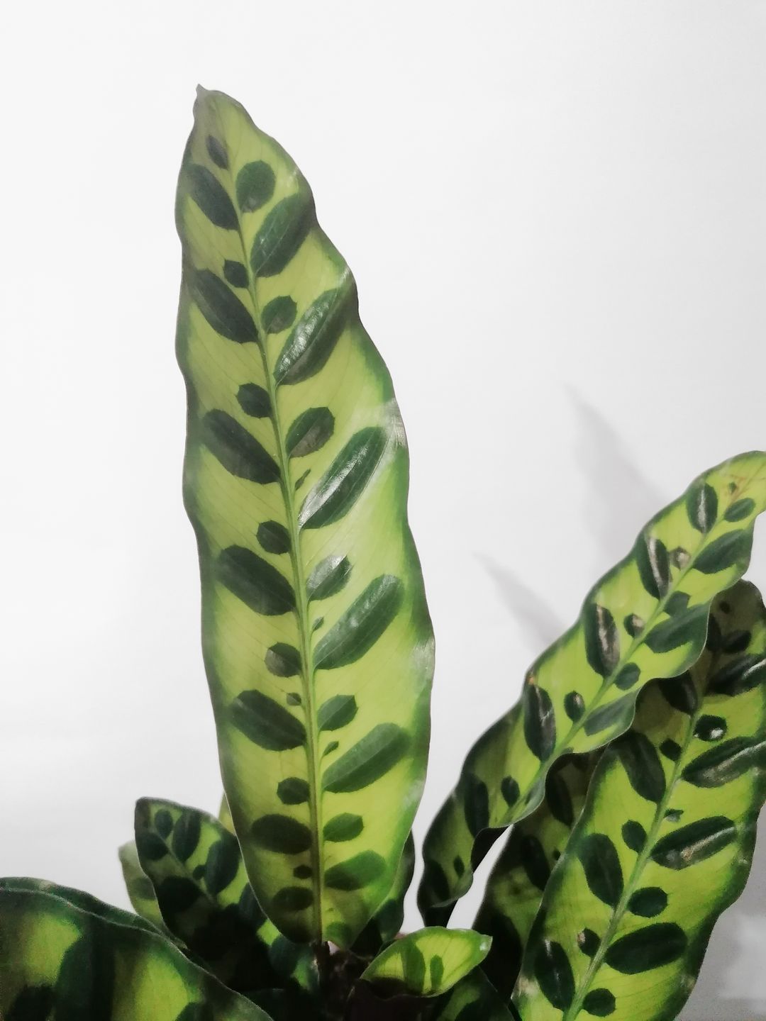 CalatheaLancifolia -2
