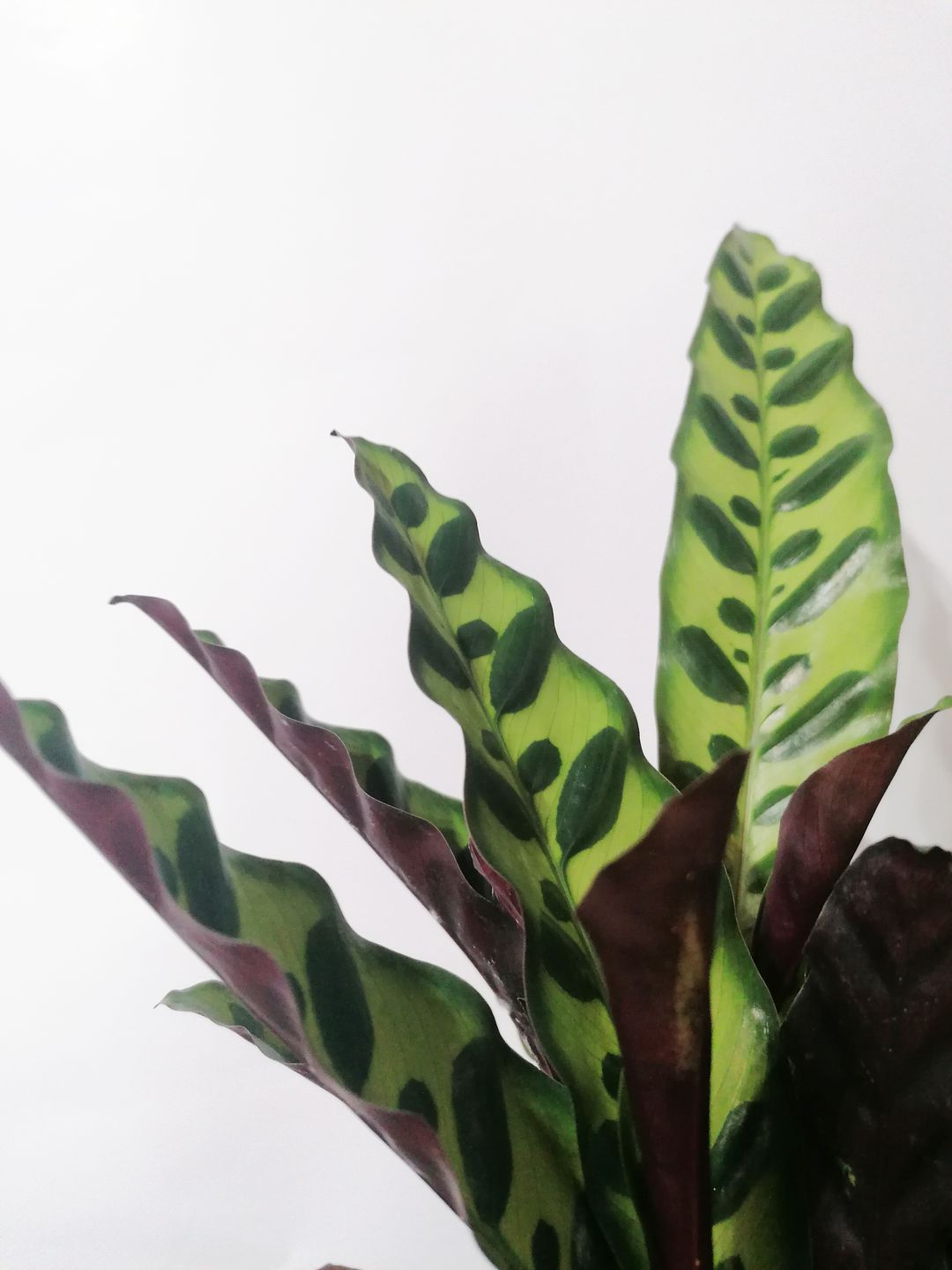 CalatheaLancifolia -3