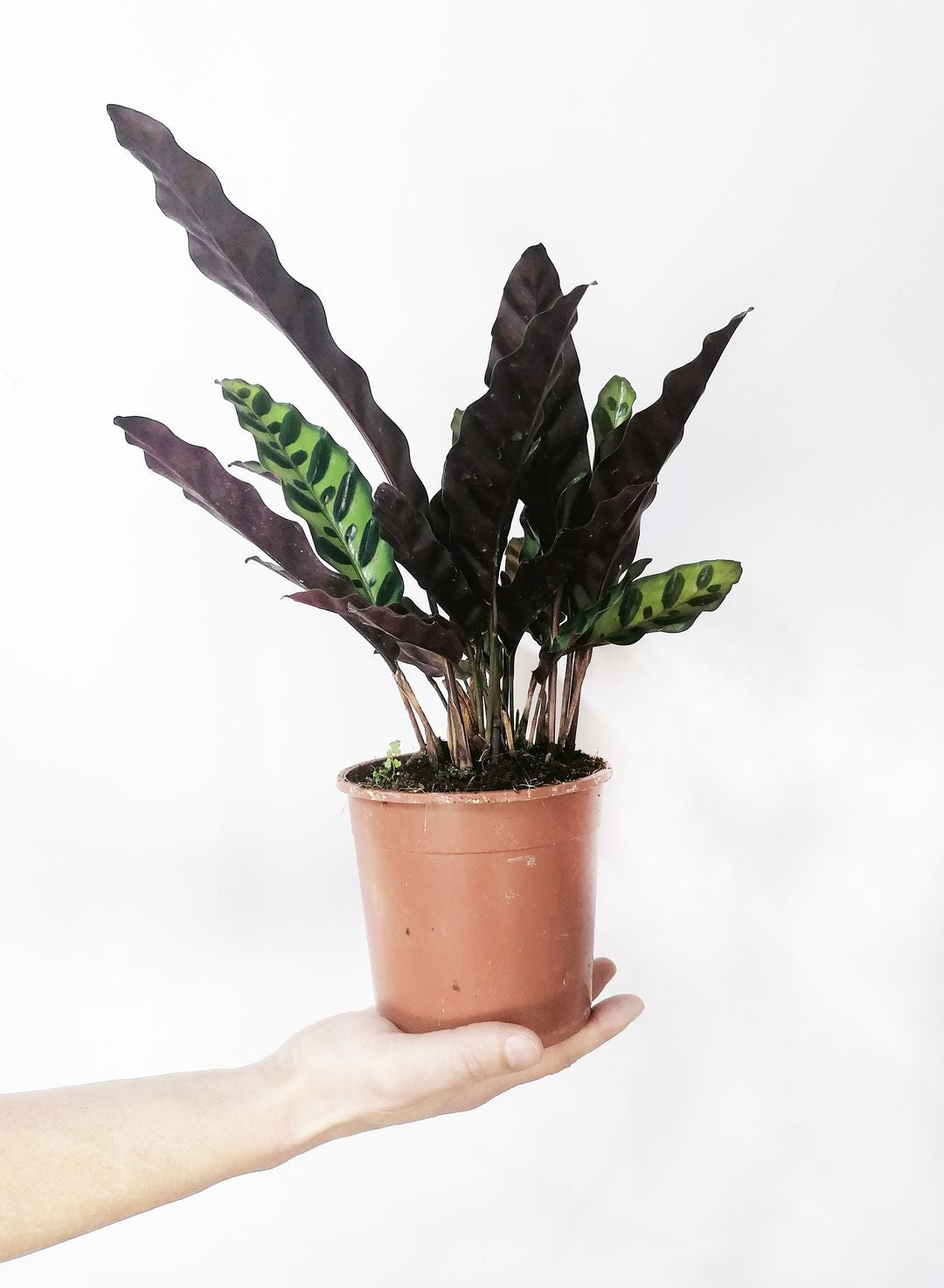 CalatheaLancifolia -4