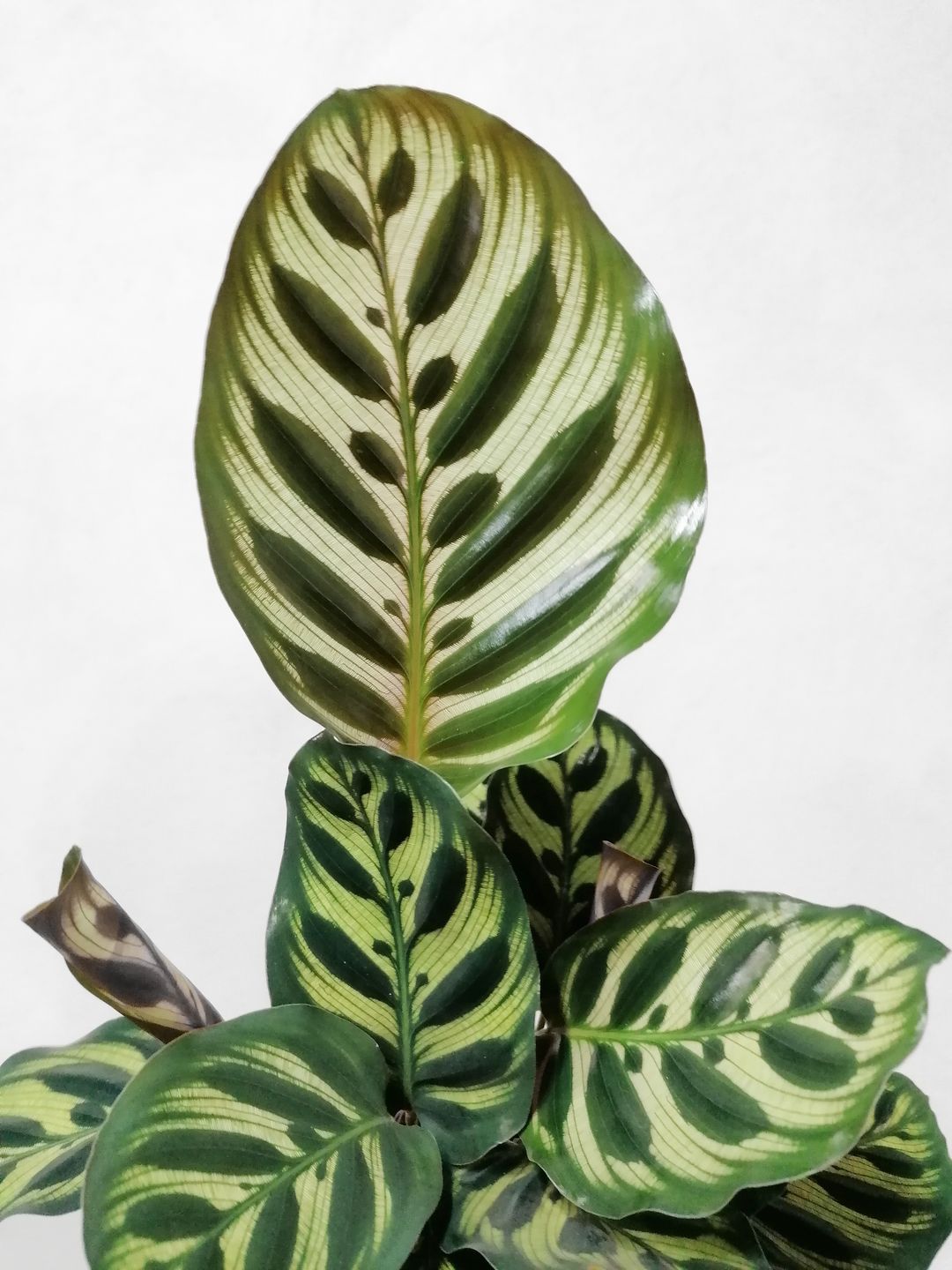 CalatheaMakoyana-1