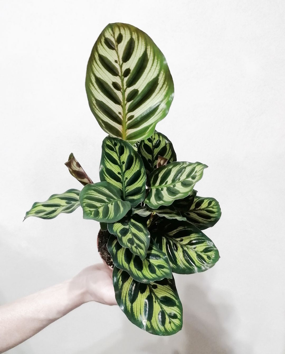 CalatheaMakoyana-2