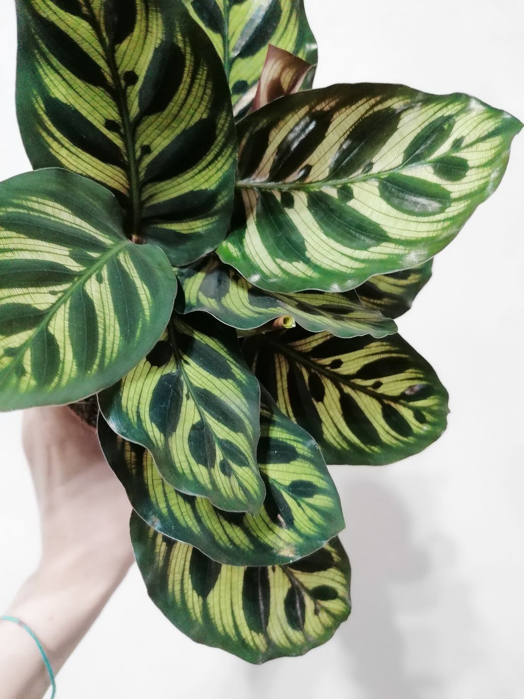 CalatheaMakoyana-3