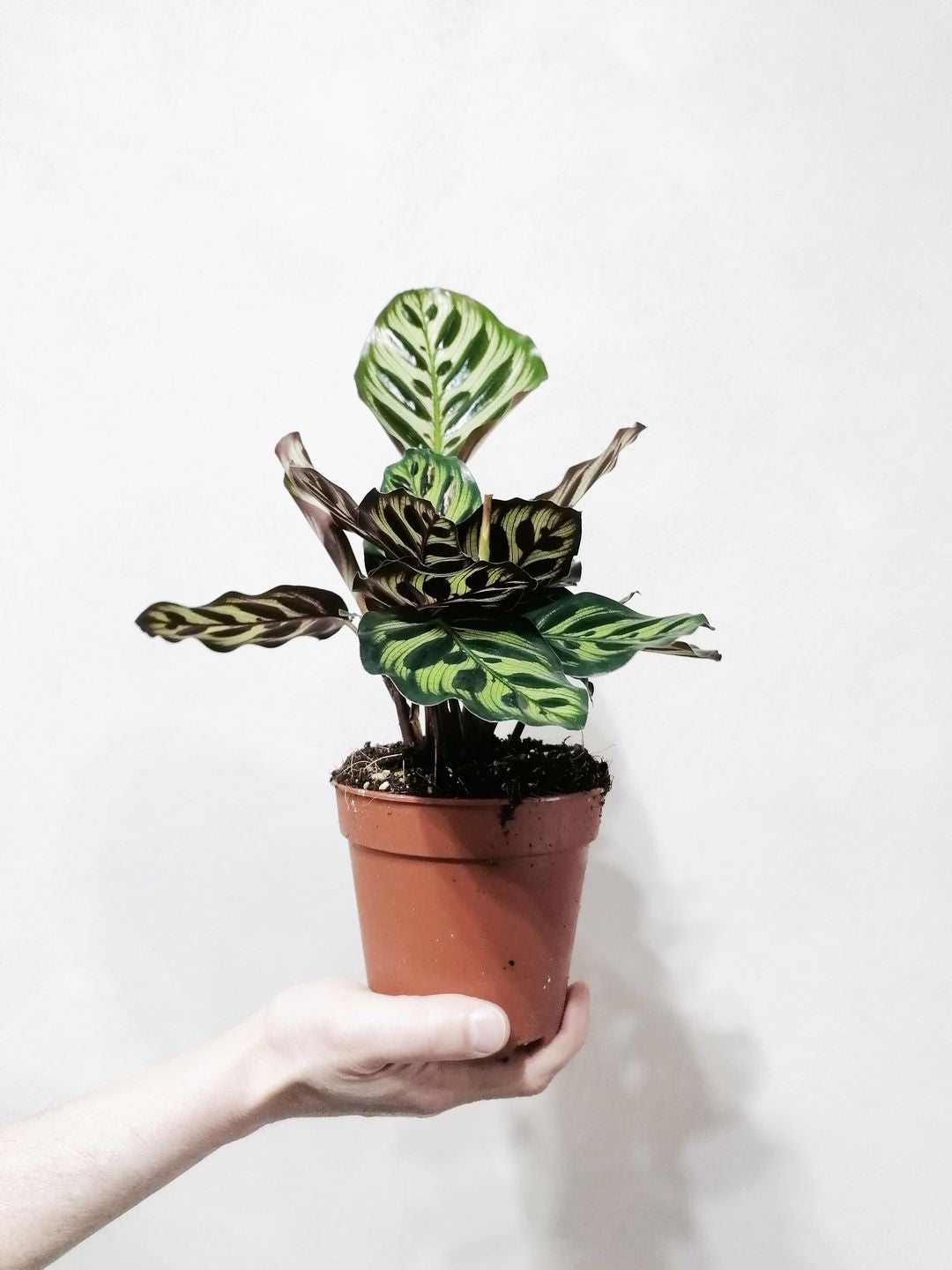 CalatheaMakoyana-4