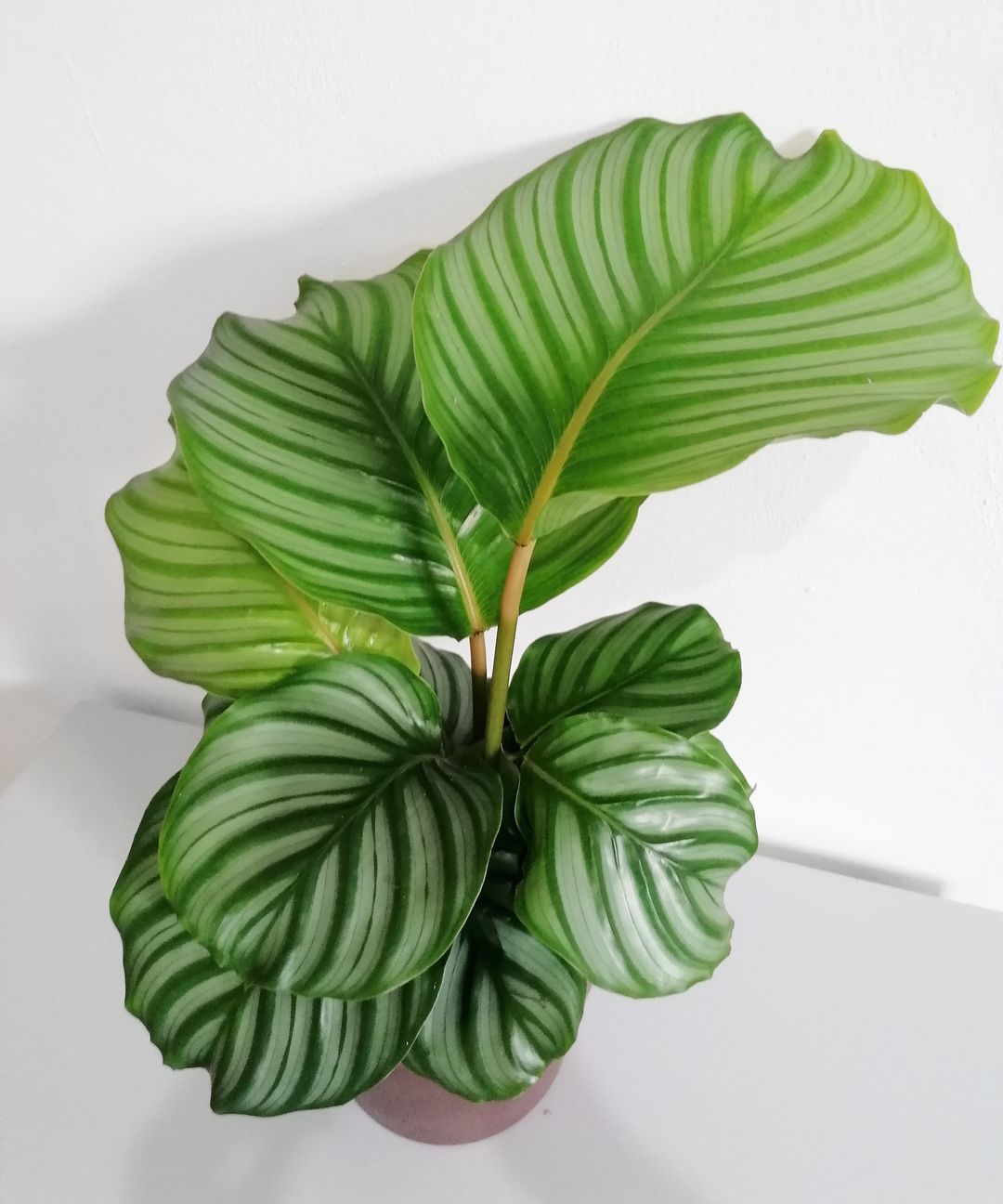 CalatheaOrbifolia-1