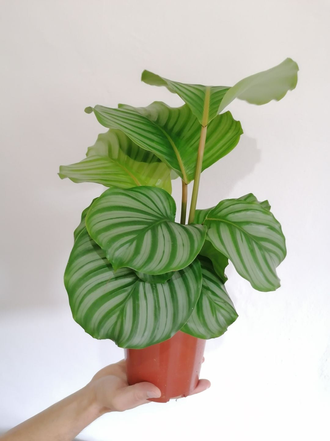 CalatheaOrbifolia-2