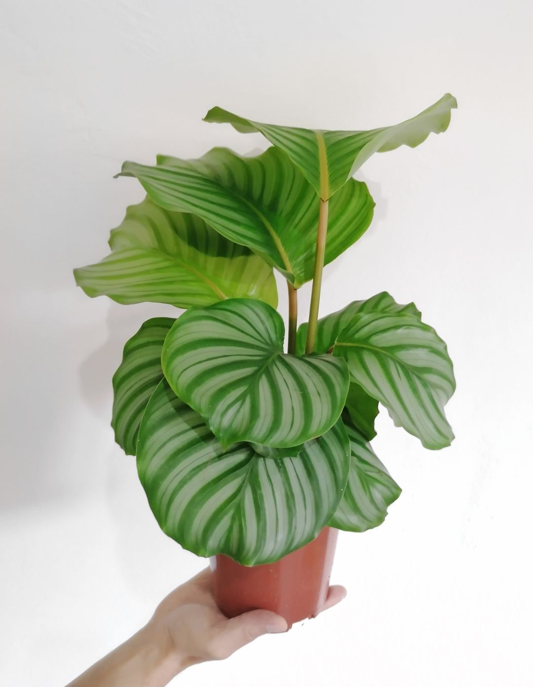 CalatheaOrbifolia-3