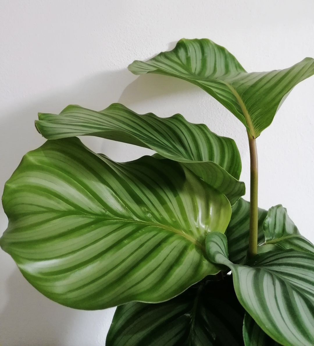 CalatheaOrbifolia-4
