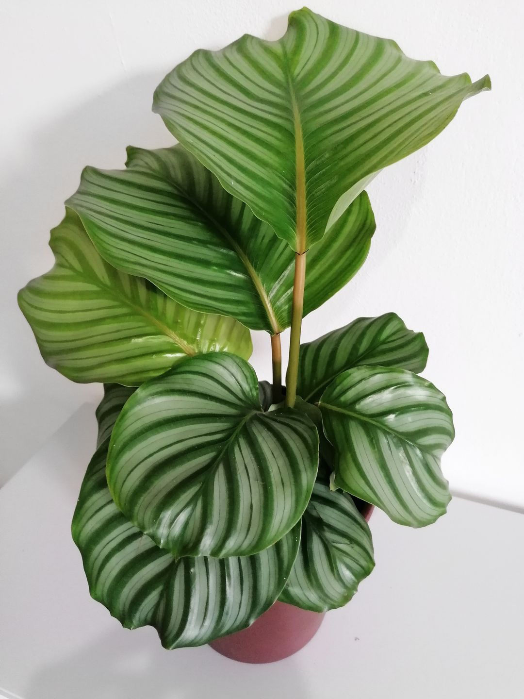 CalatheaOrbifolia-5