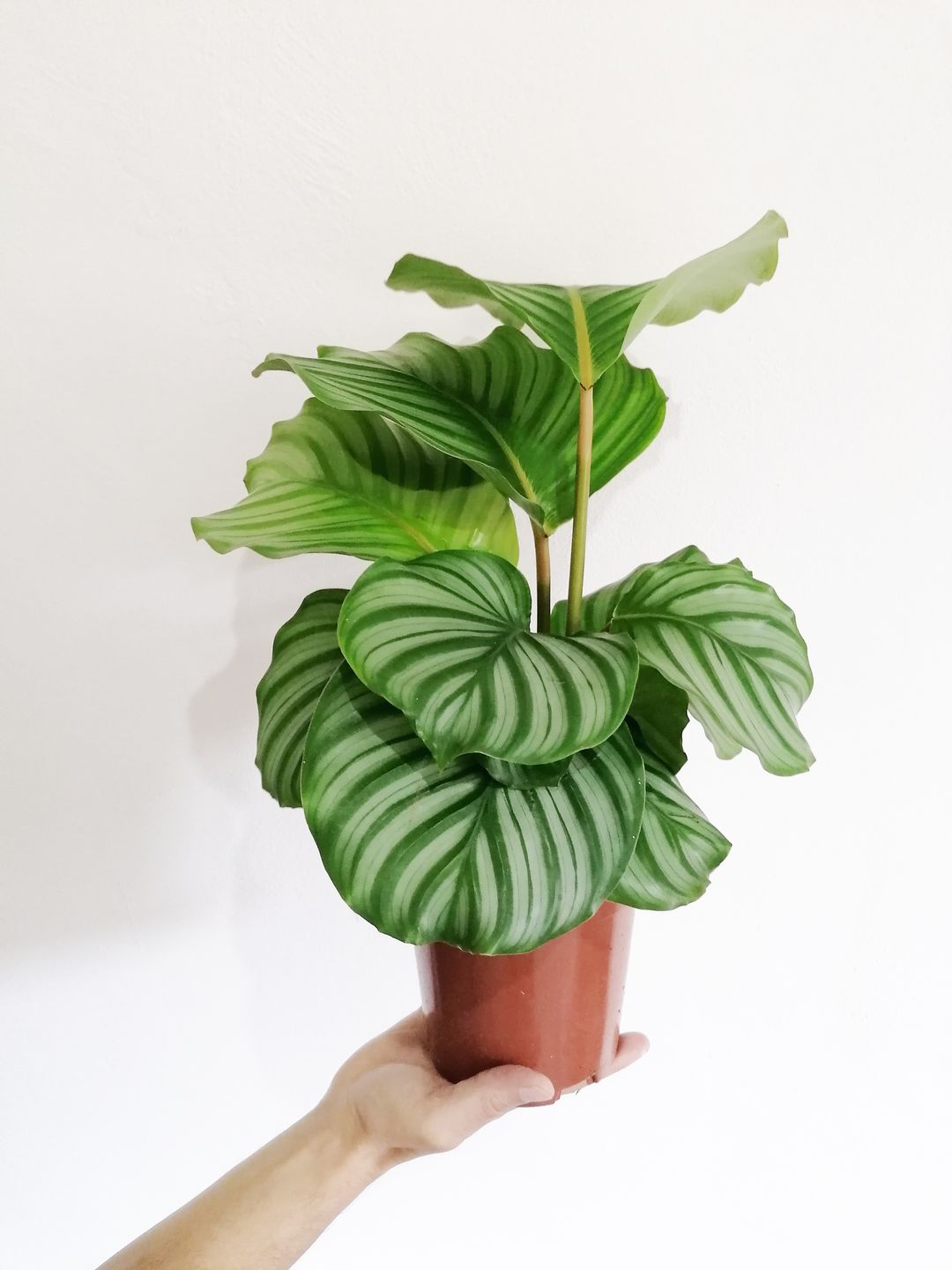 CalatheaOrbifolia-6