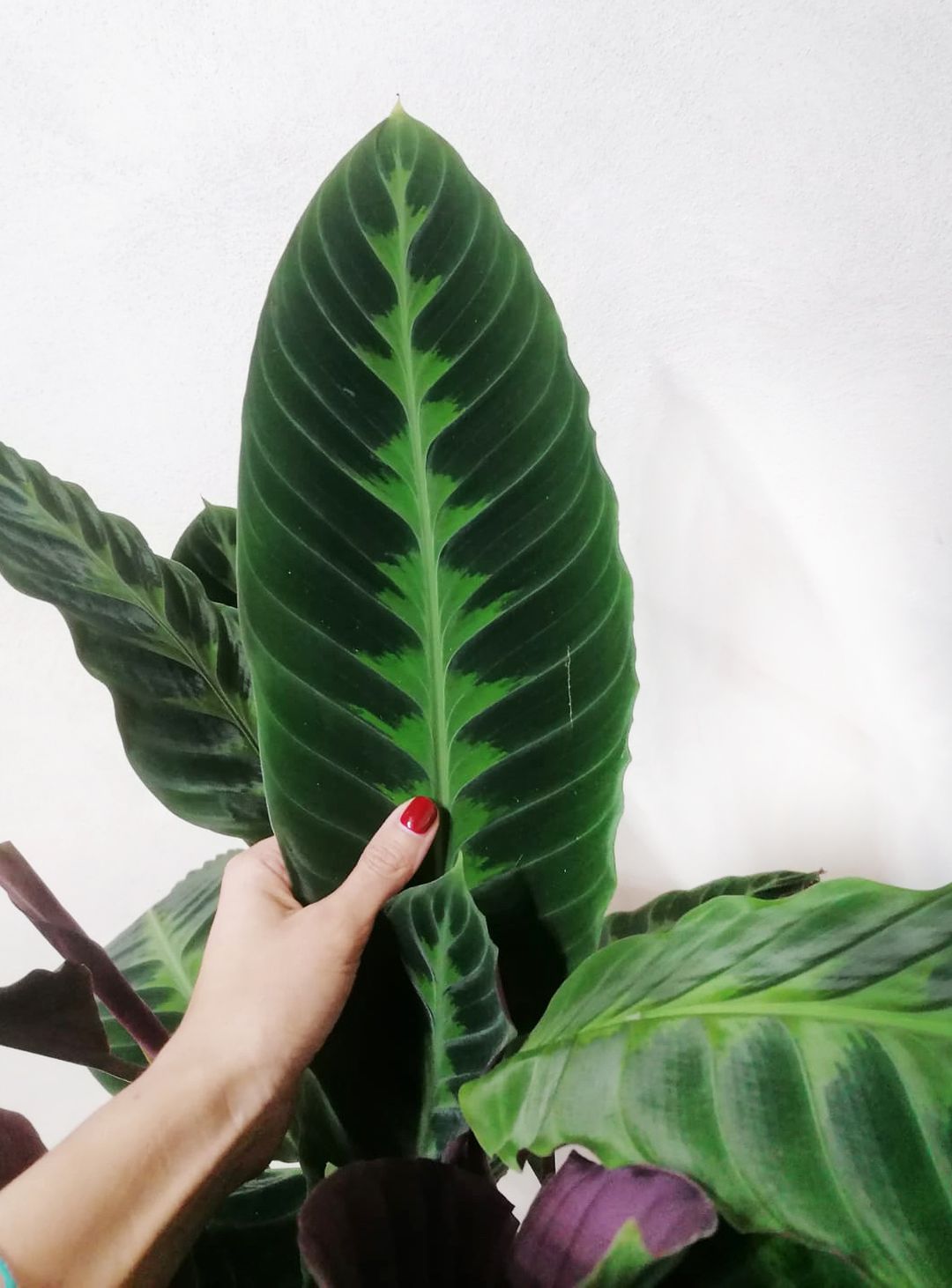 CalatheaWarszewiczii-1