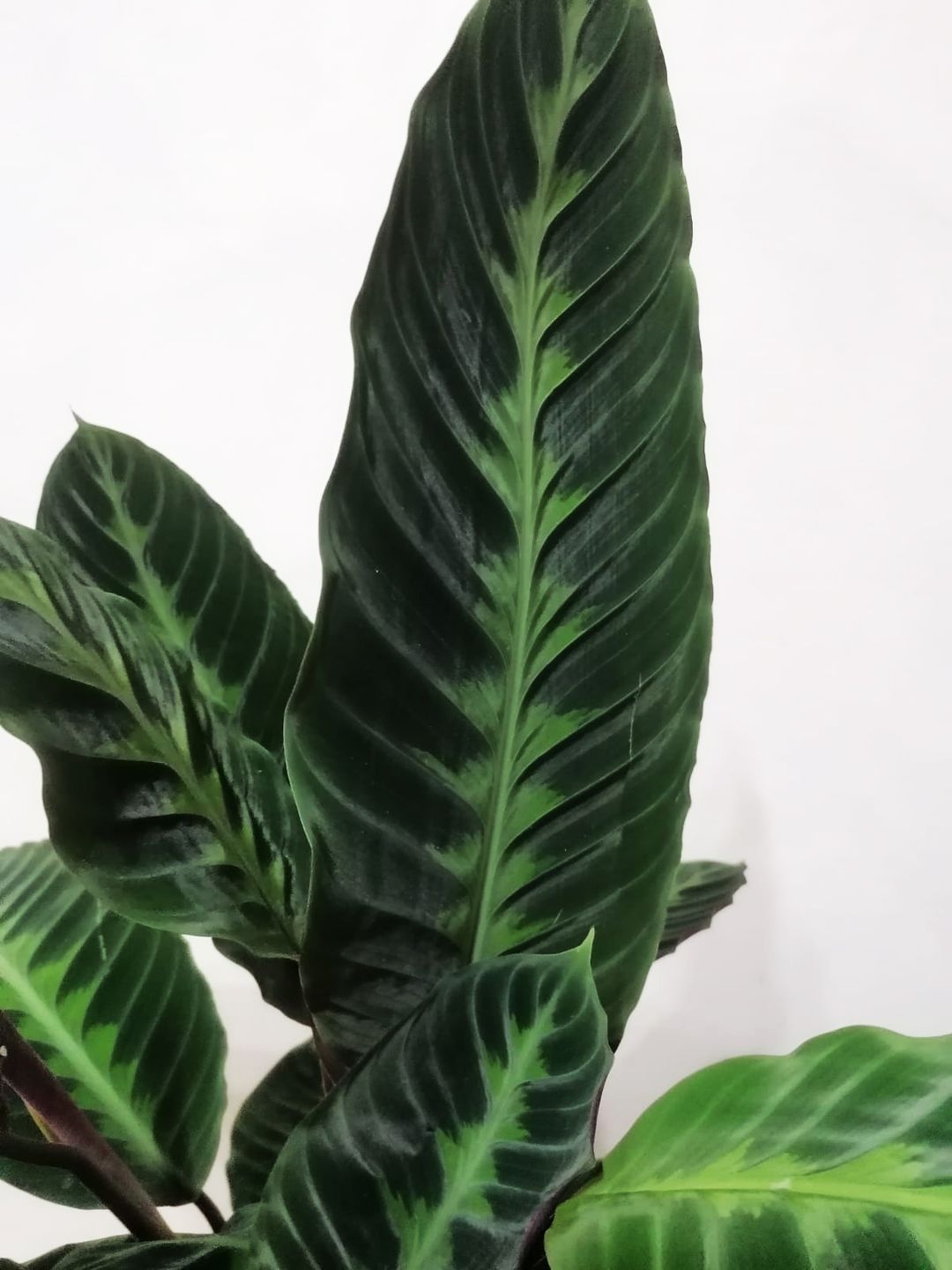 CalatheaWarszewiczii-2