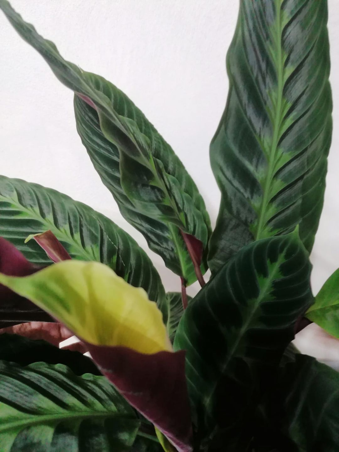 CalatheaWarszewiczii-3