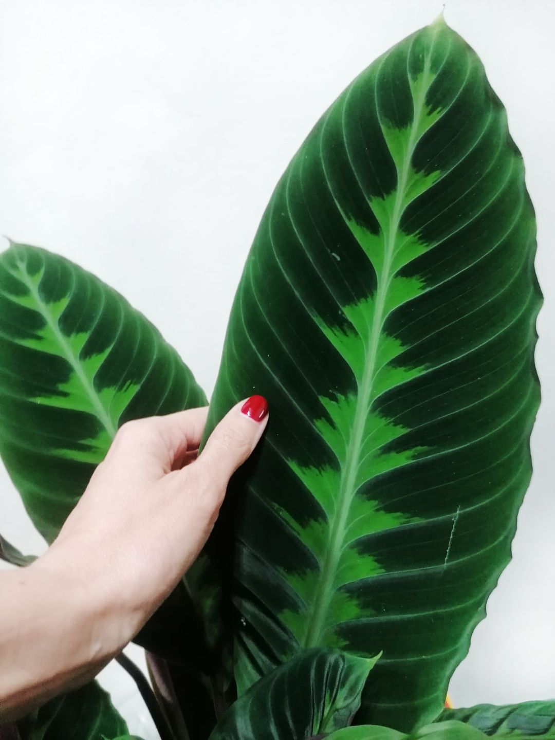 CalatheaWarszewiczii-4