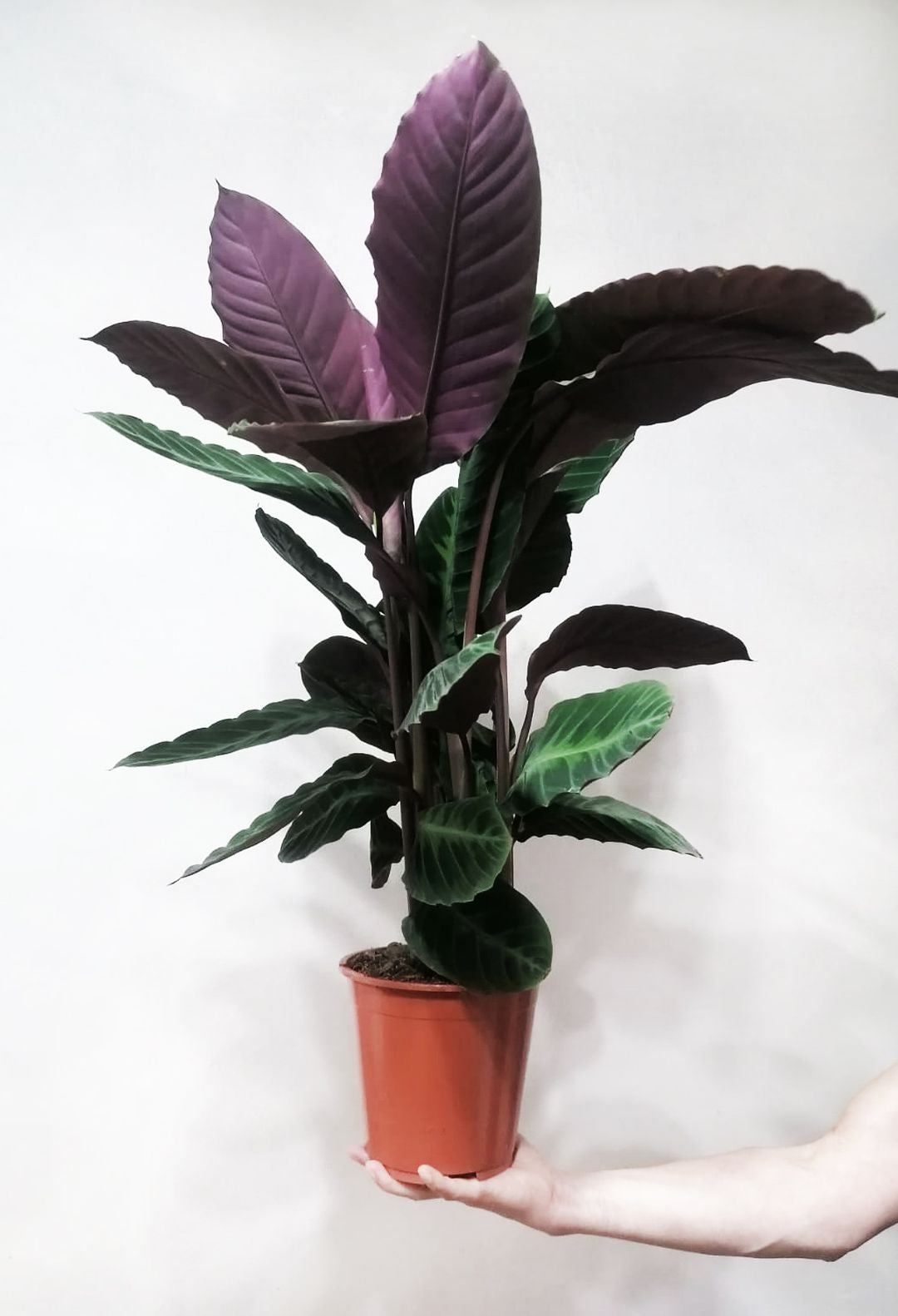CalatheaWarszewiczii-5