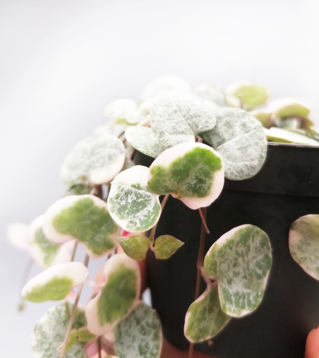 Ceropegia Woodii variegata Marlies-2