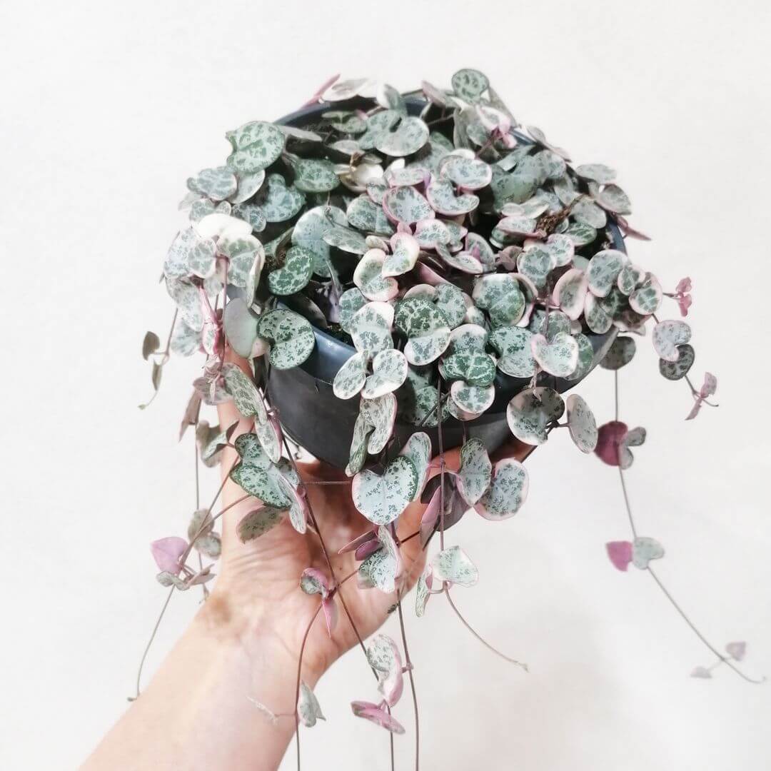 CeropegiaMarliesVariegata-2