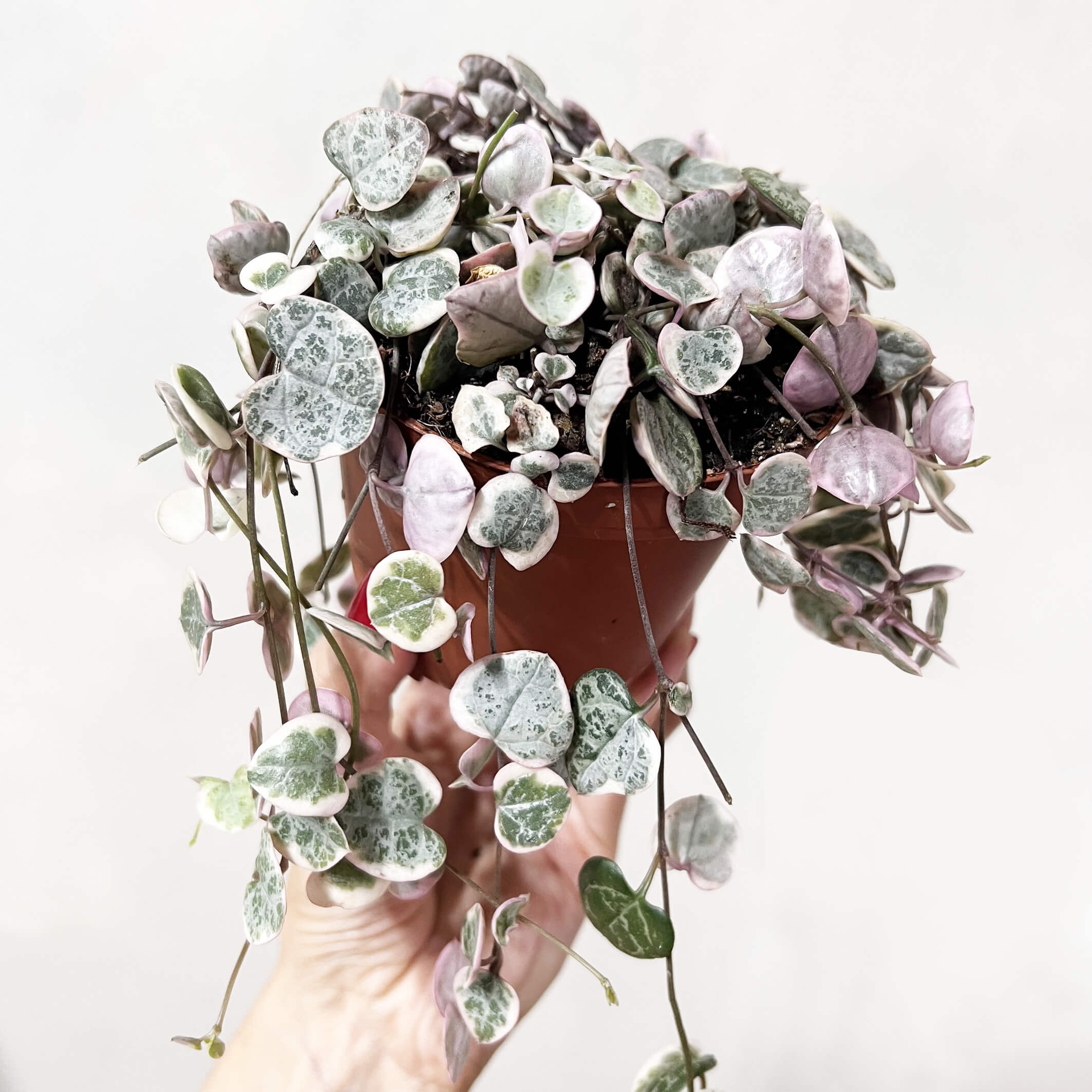 CeropegiaMarliesVariegataM-2