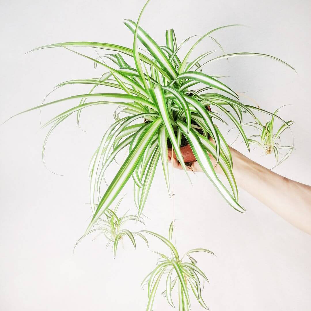 Chlorophytum-3