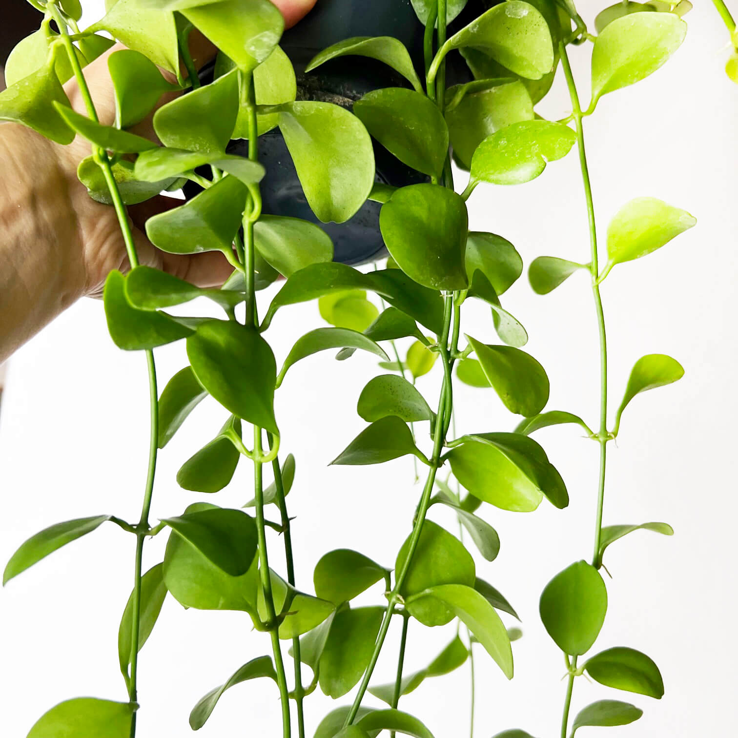 DischidiaImbricata-2