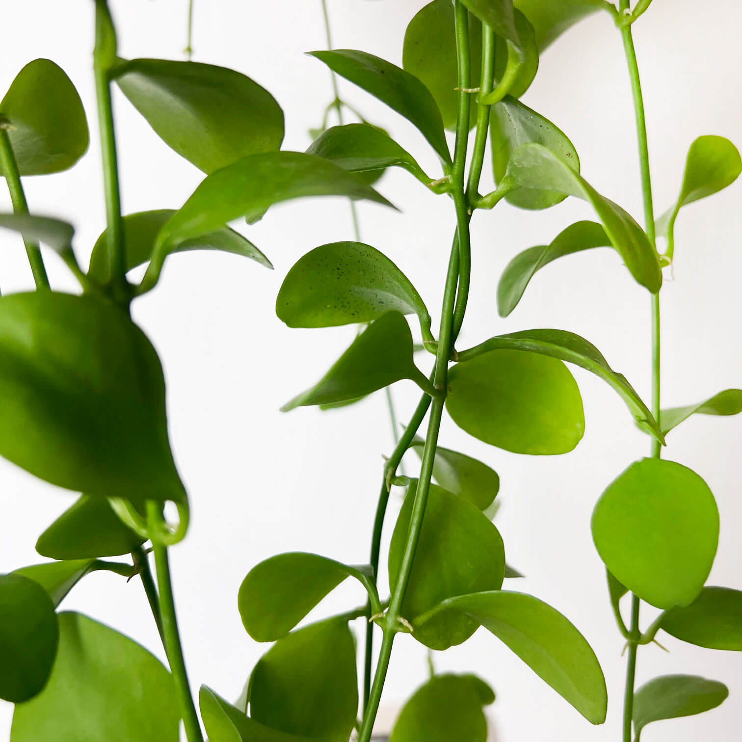 DischidiaImbricata-3
