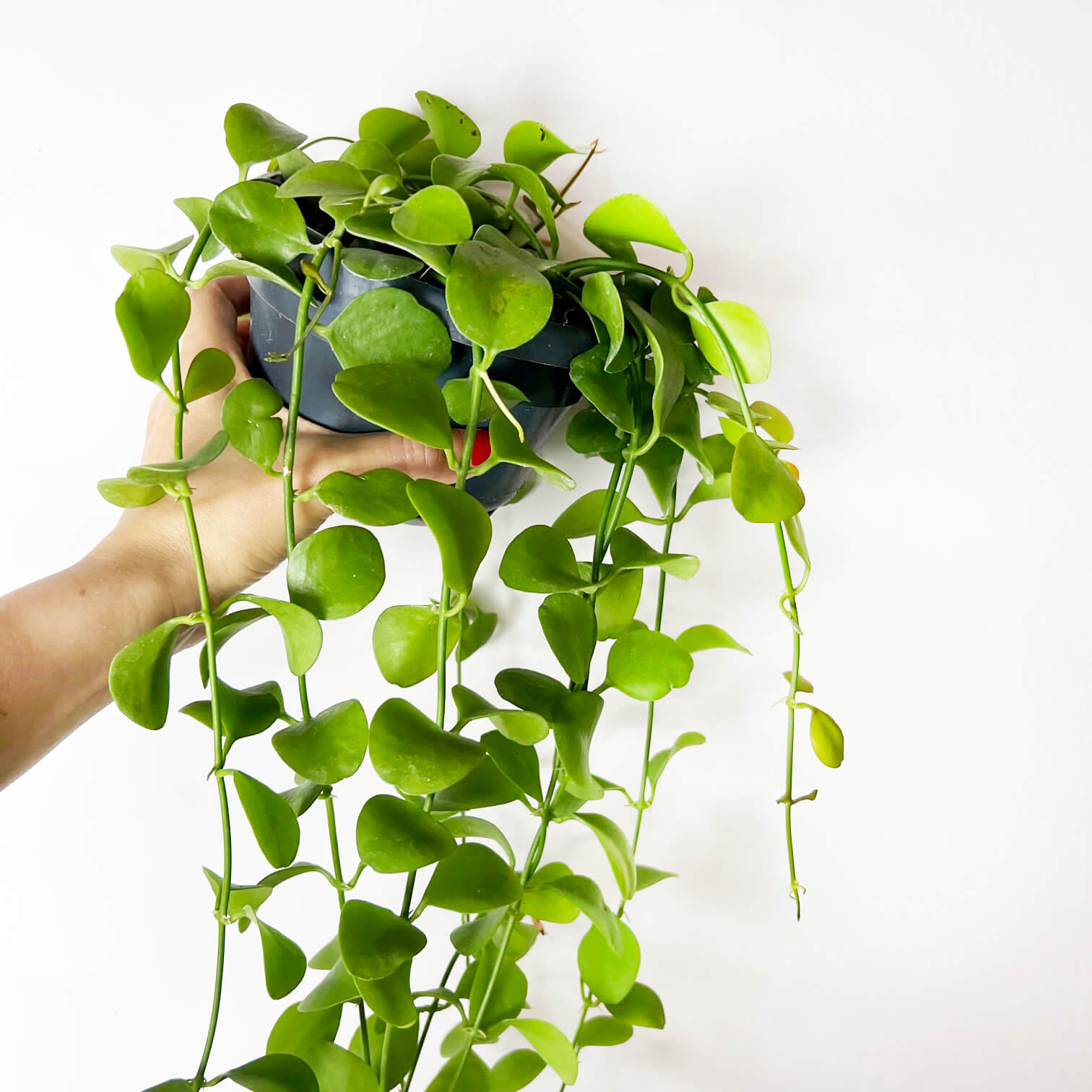DischidiaImbricata-4