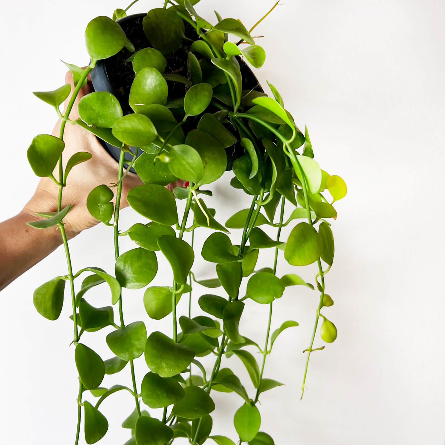 DischidiaImbricata-5
