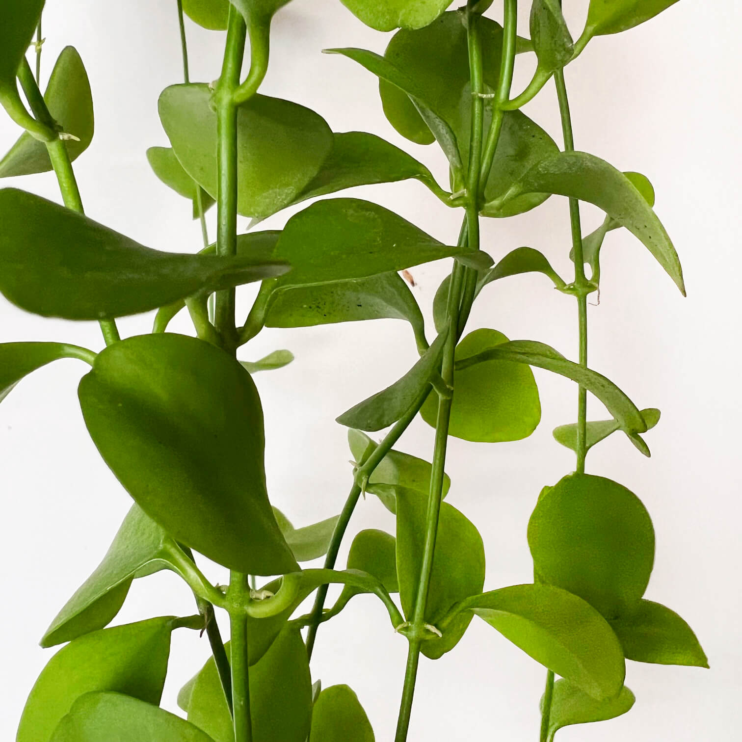 DischidiaImbricata-6