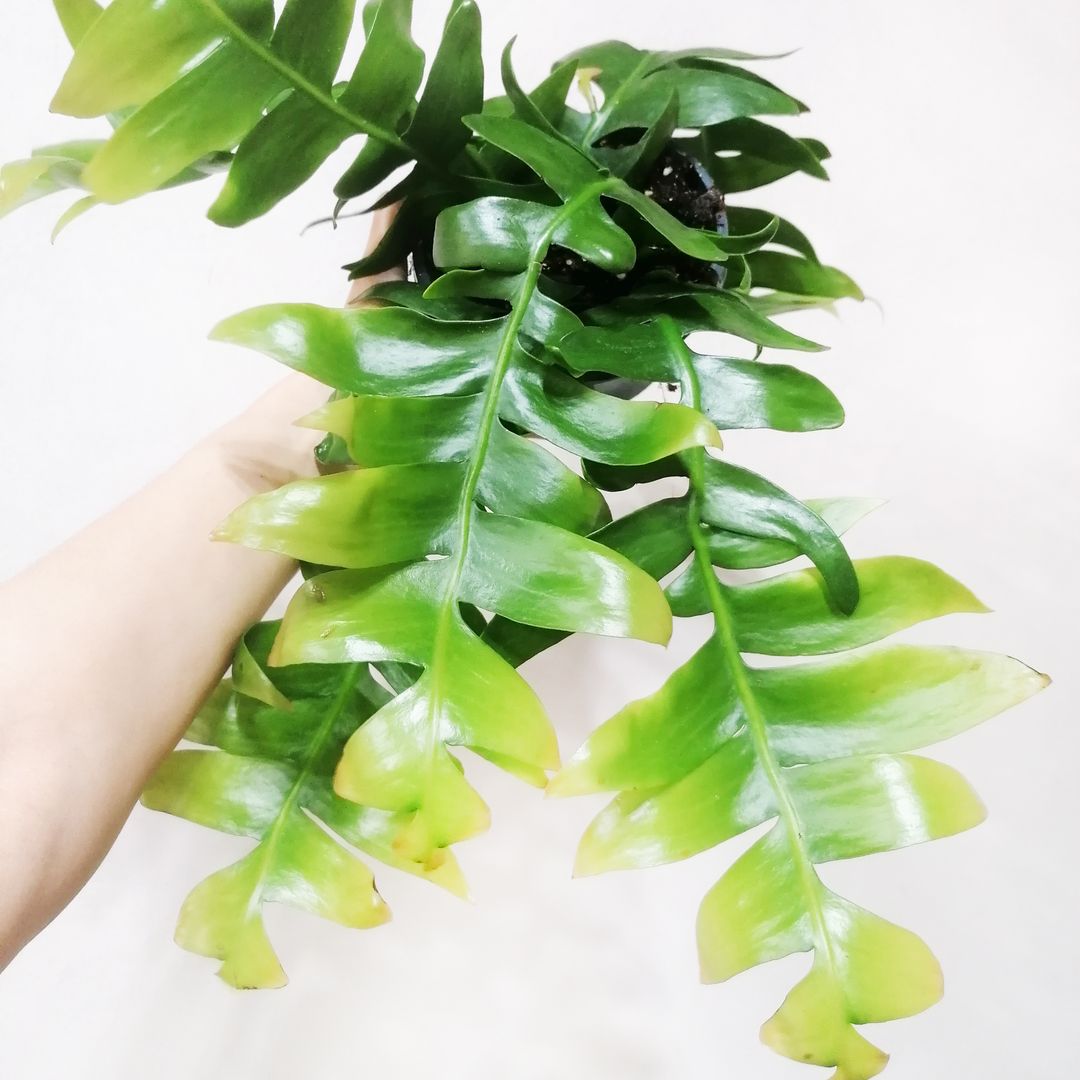 EpiphyllumChrysocardium-2