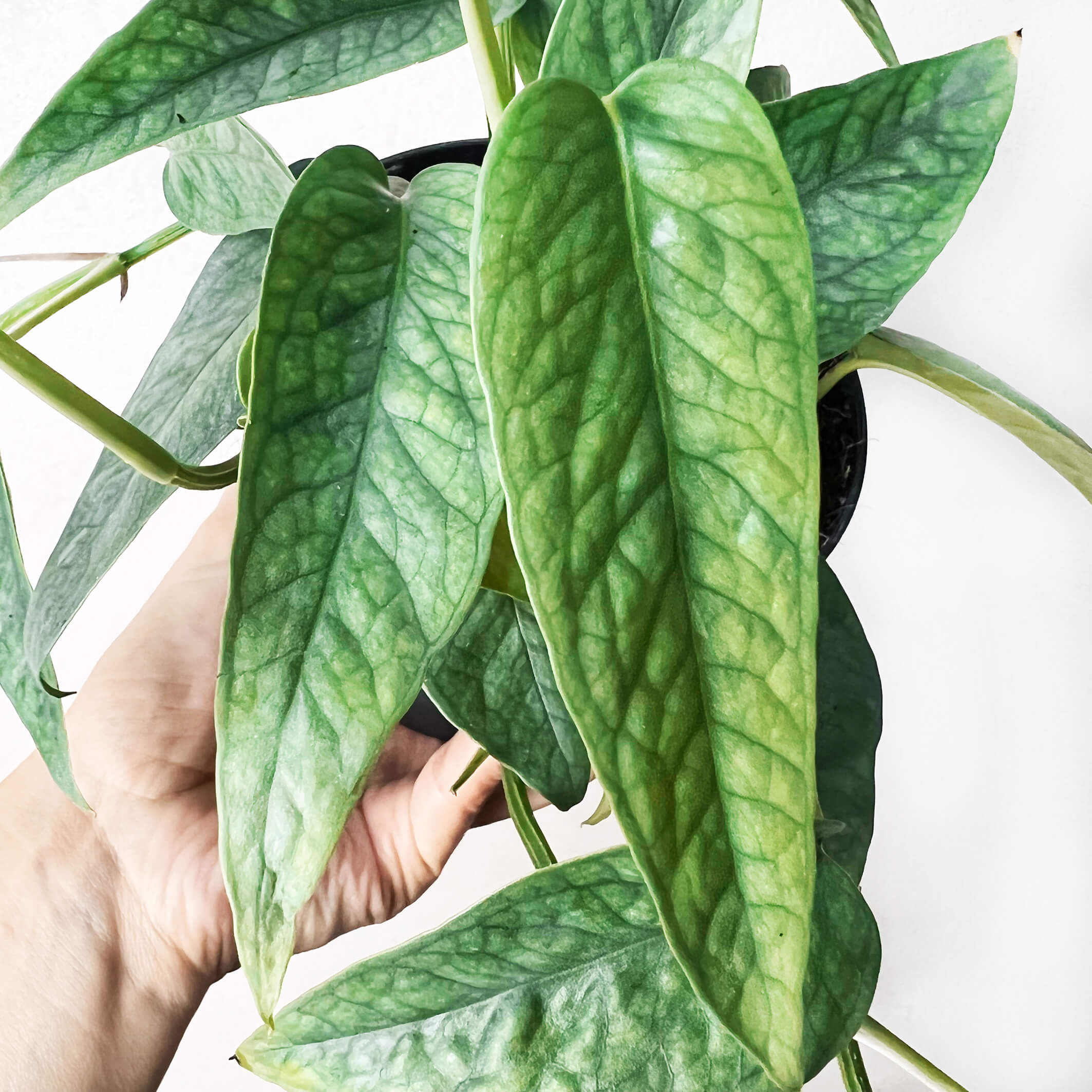 EpipremnumCebuBlu-15