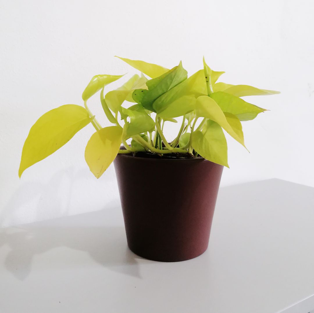 EpipremnumGoldenPothos-3