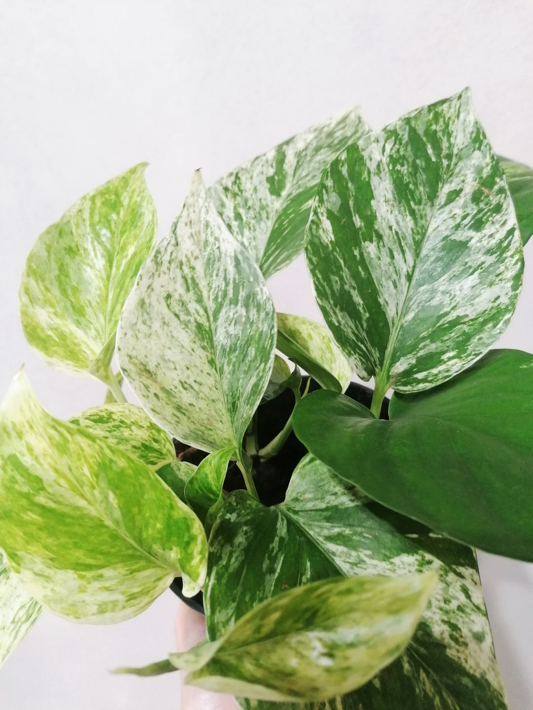 Epipremnum Marble Queen &ndash; Pianta Da Interno In Vaso Di Feltro &ndash; Altezza 20 Cm