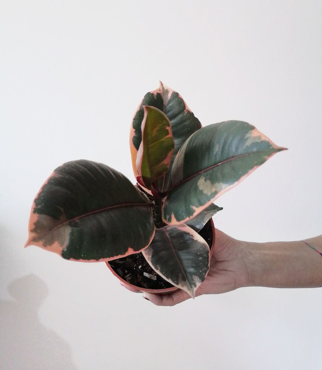 FicusBelize-1