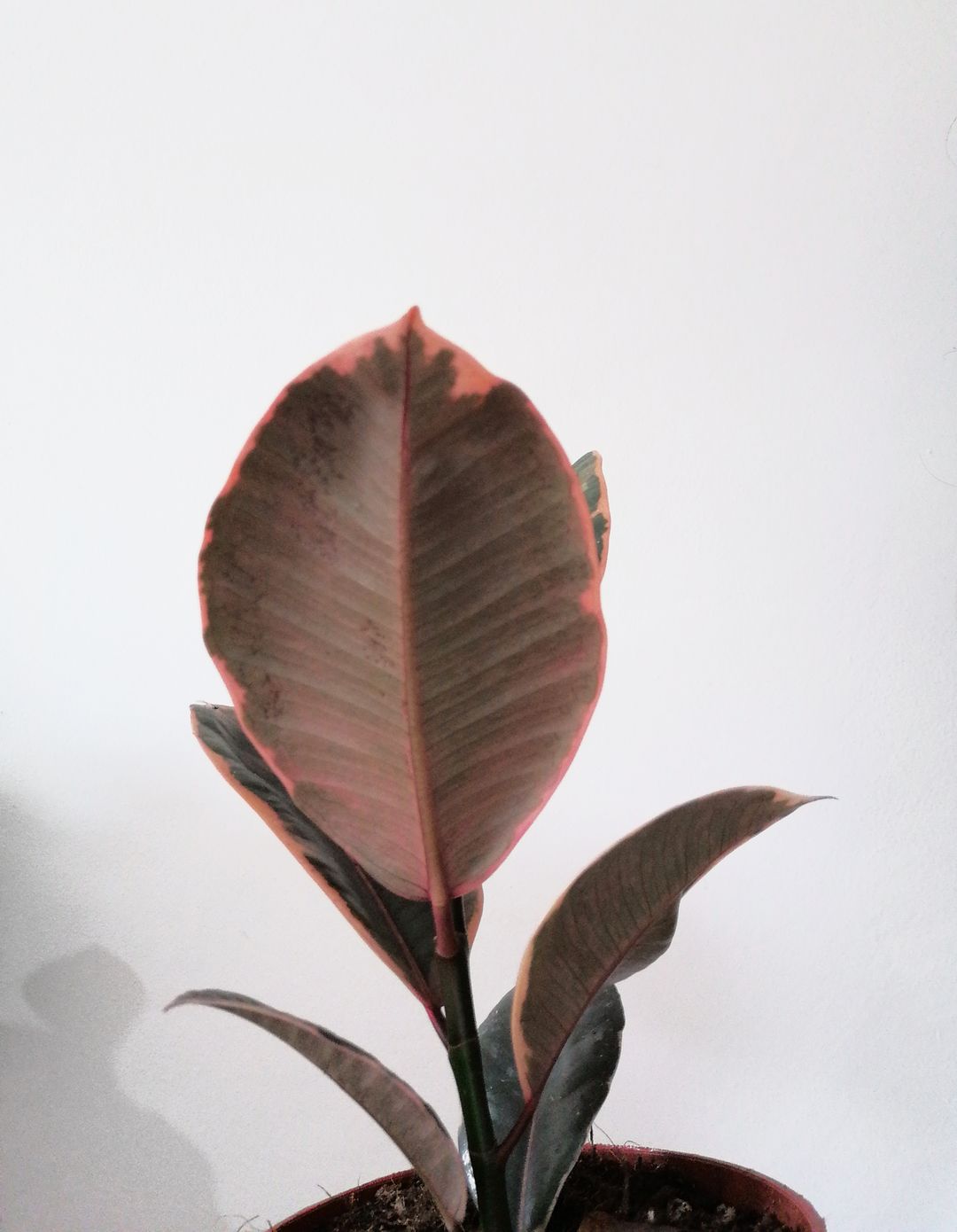 FicusBelize-2