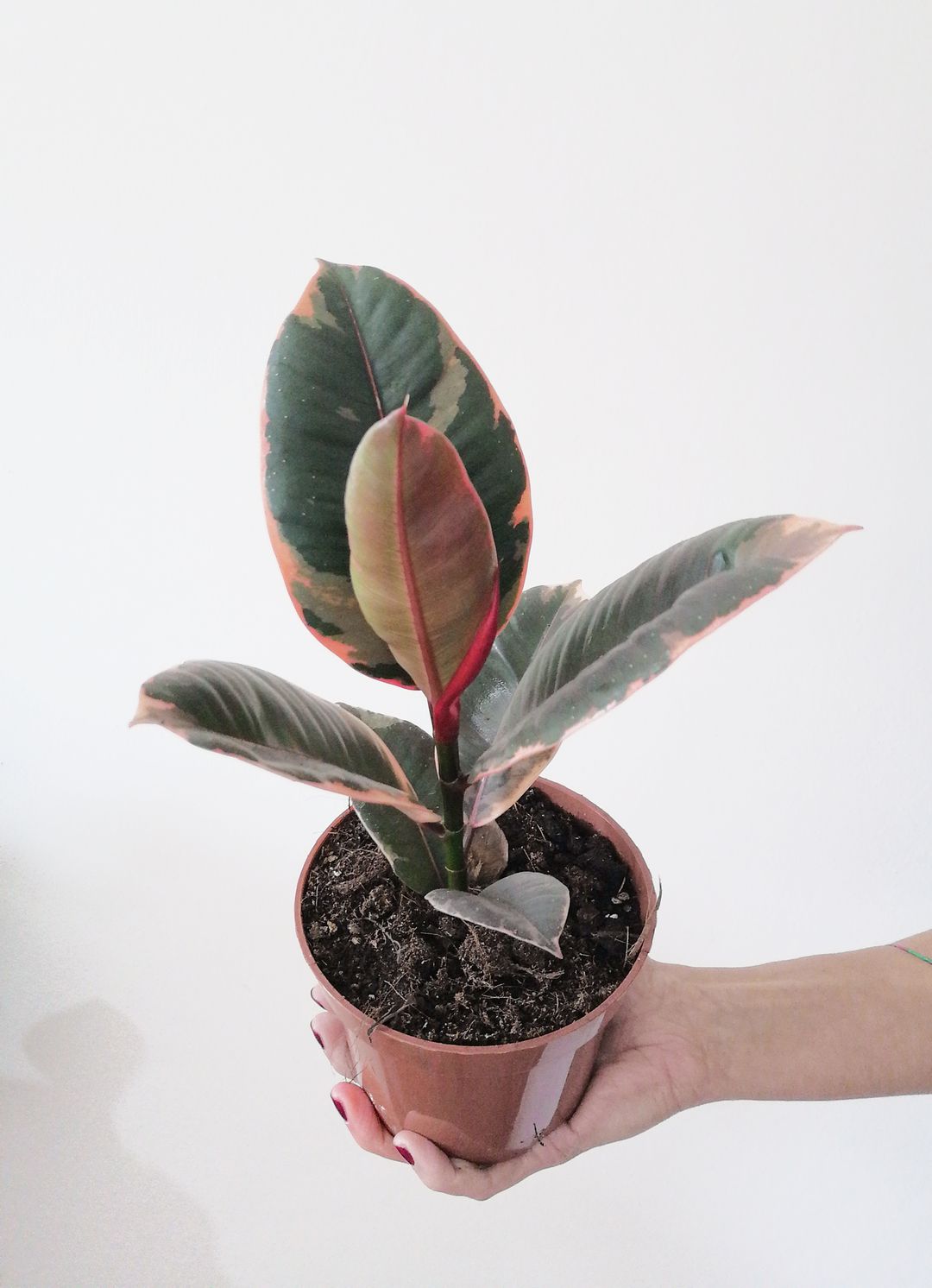 FicusBelize-3