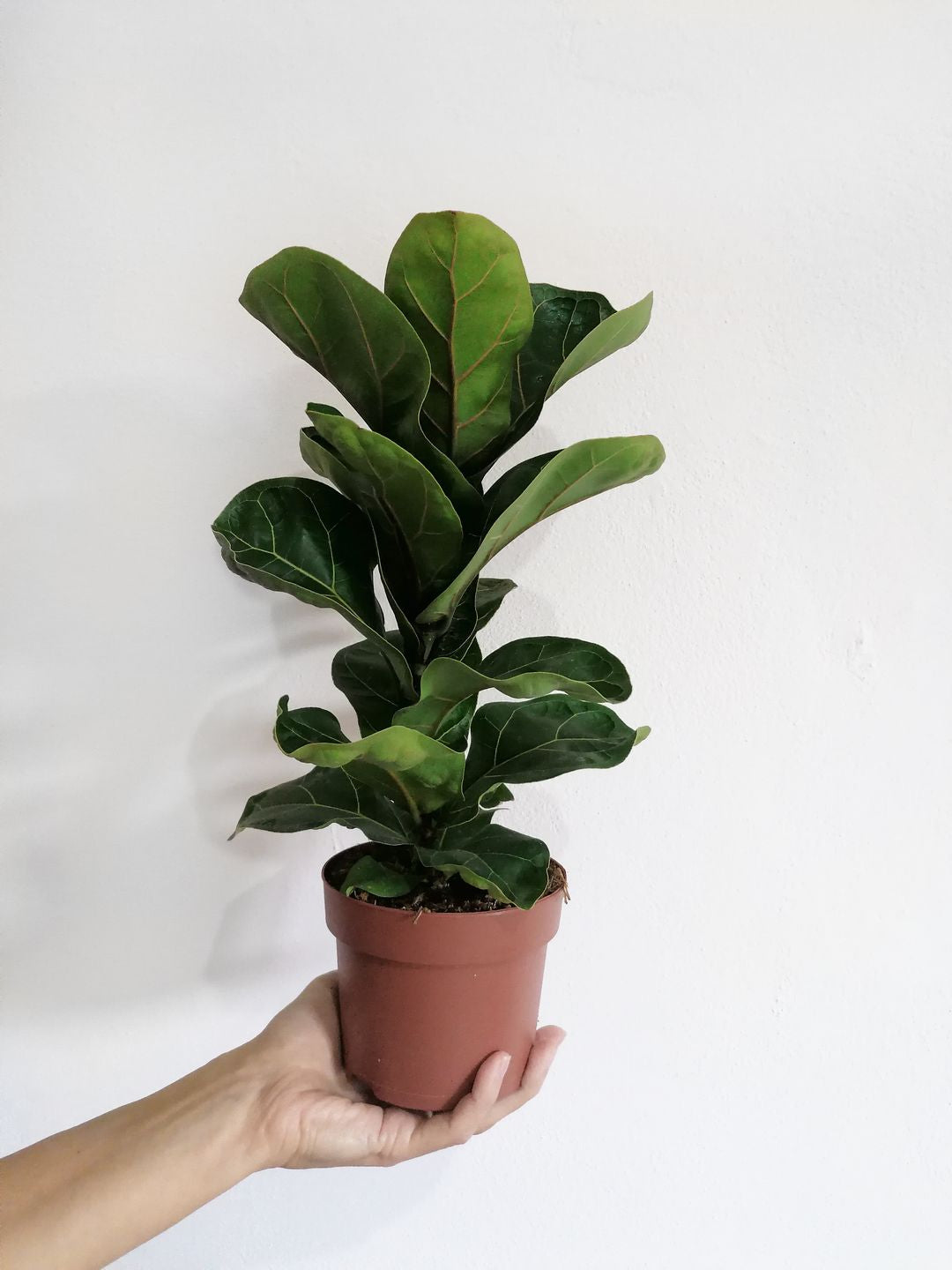 FicusLyrata-1