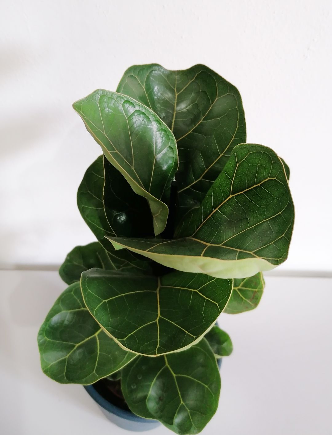 FicusLyrata-2