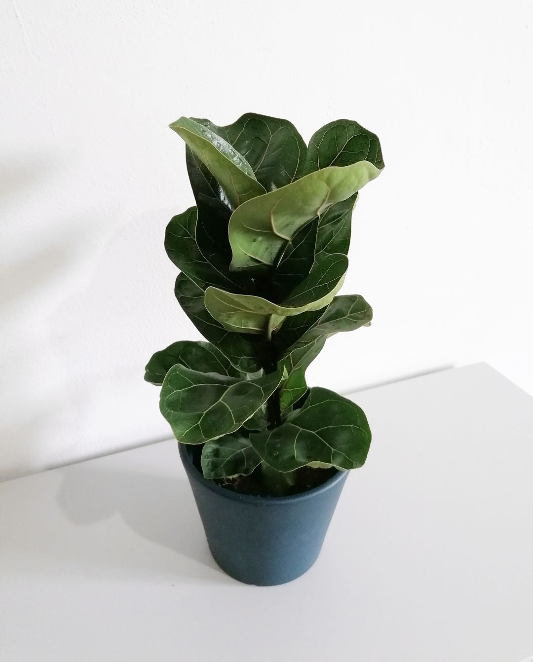 FicusLyrata-3