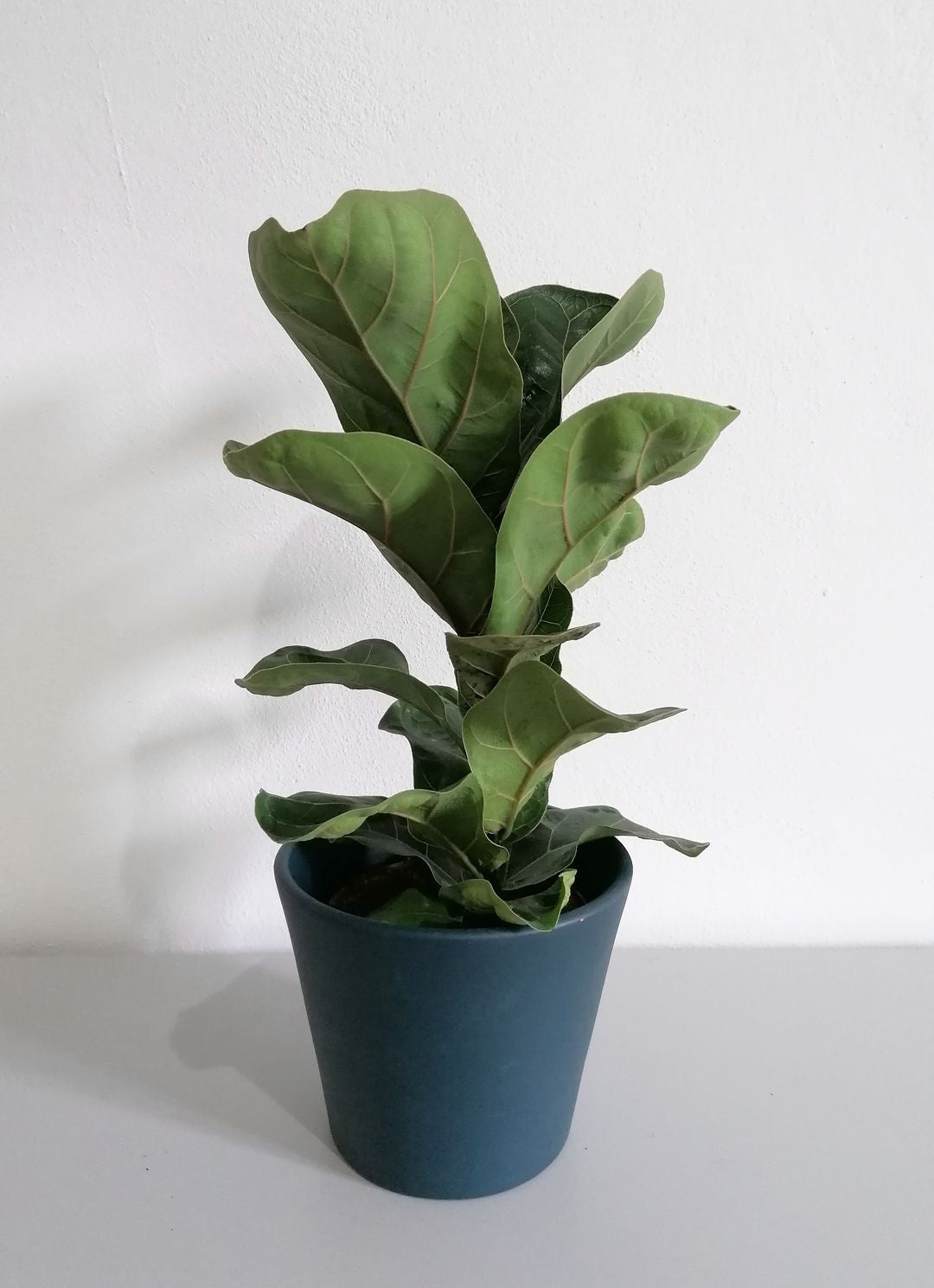 FicusLyrata-4