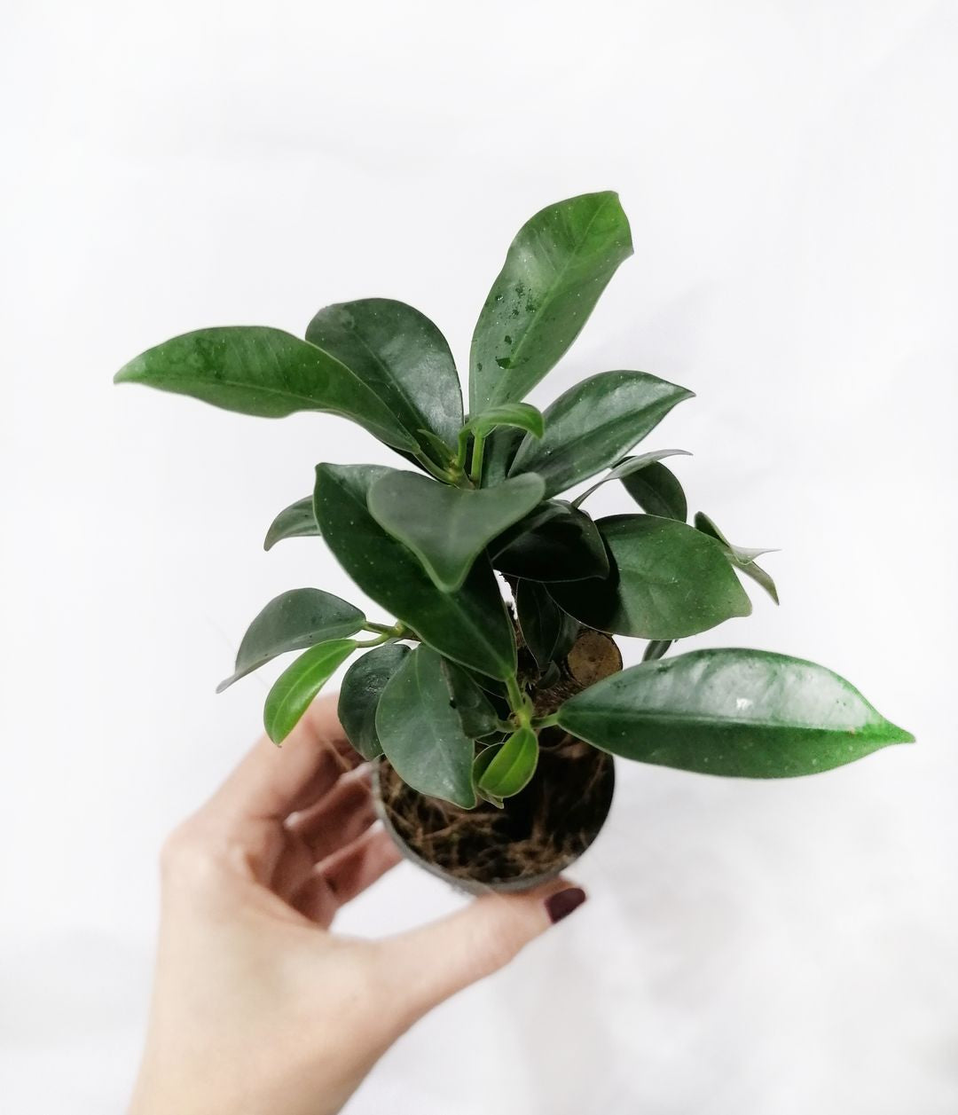 FicusMicrocarpa-2
