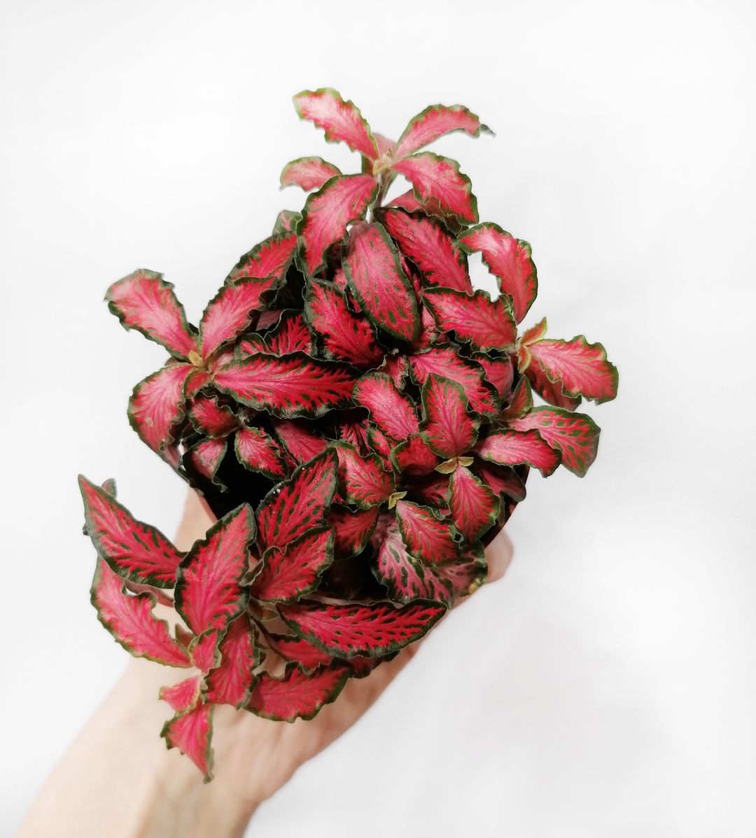 FittoniaForestFlame-1