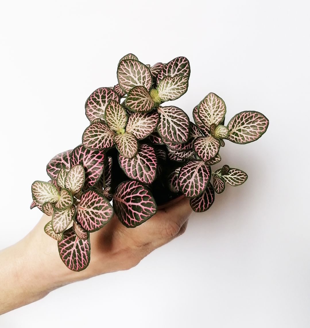 FittoniaGreenFuxia-1